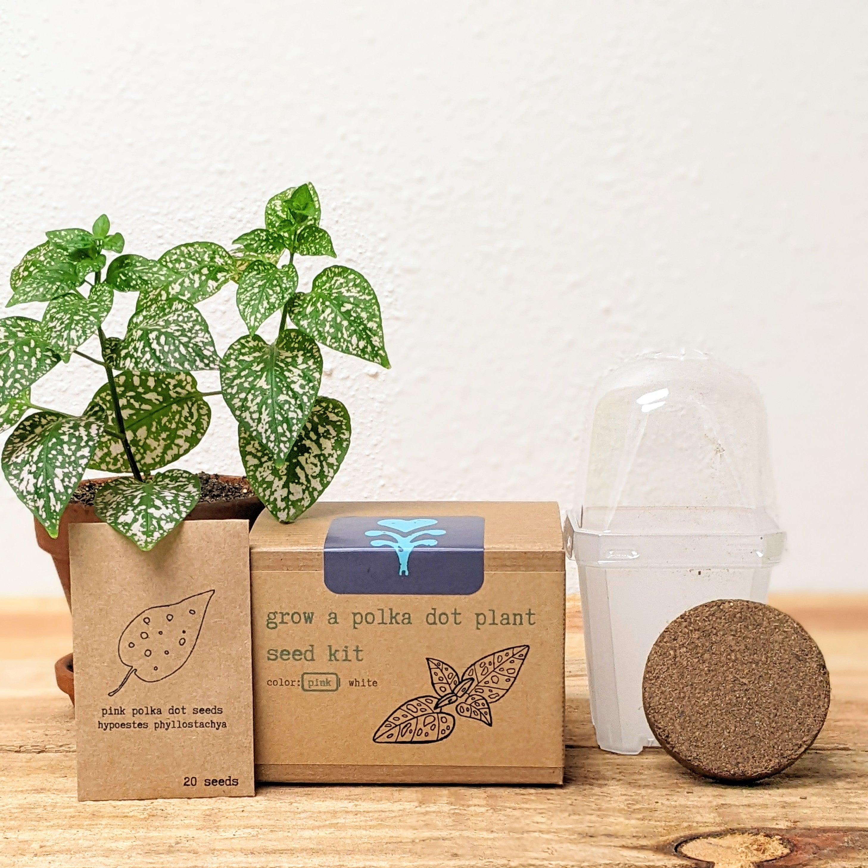 Grow a Polka Dot Seed Kit - Plantflix