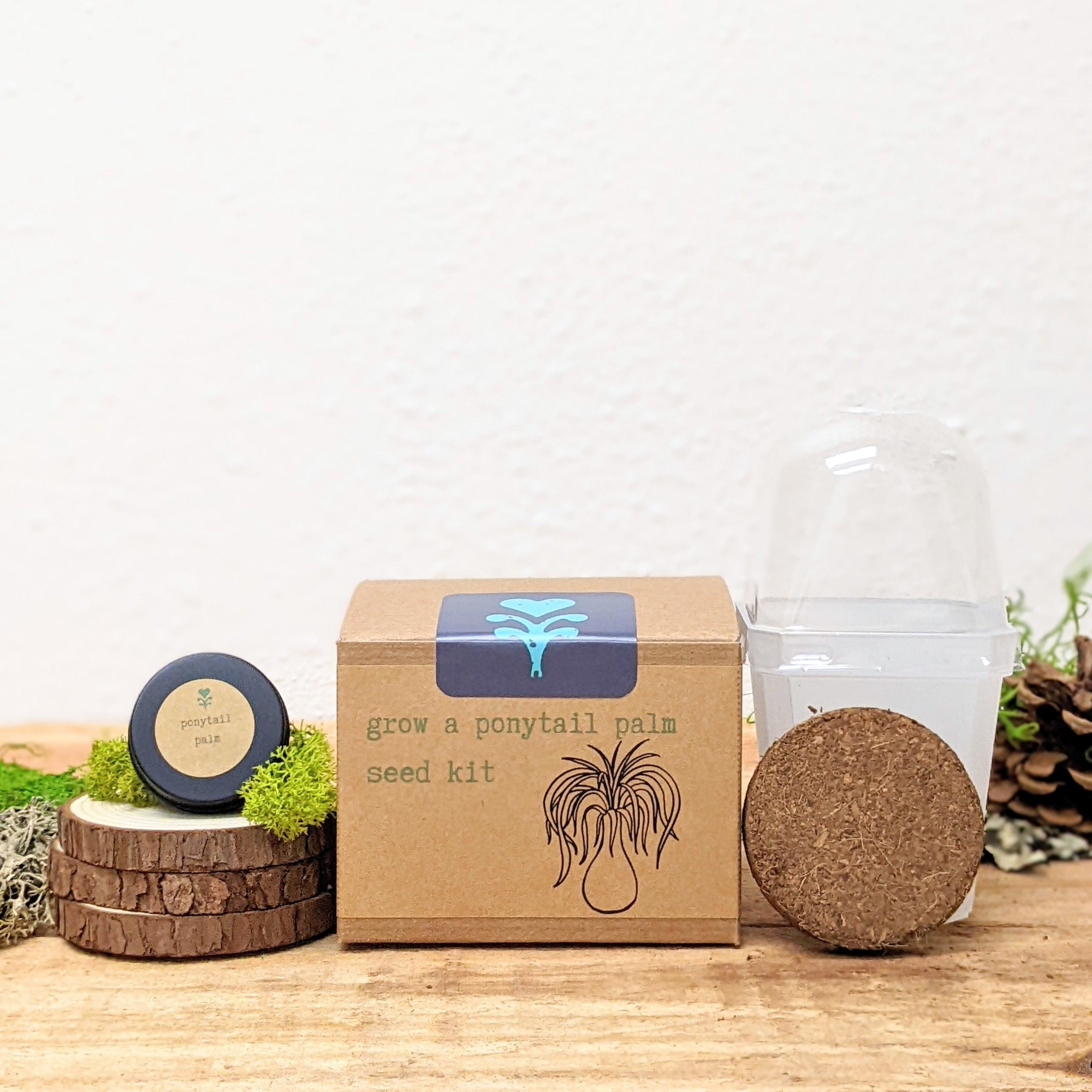 Grow a Ponytail Palm Seed Kit - Plantflix