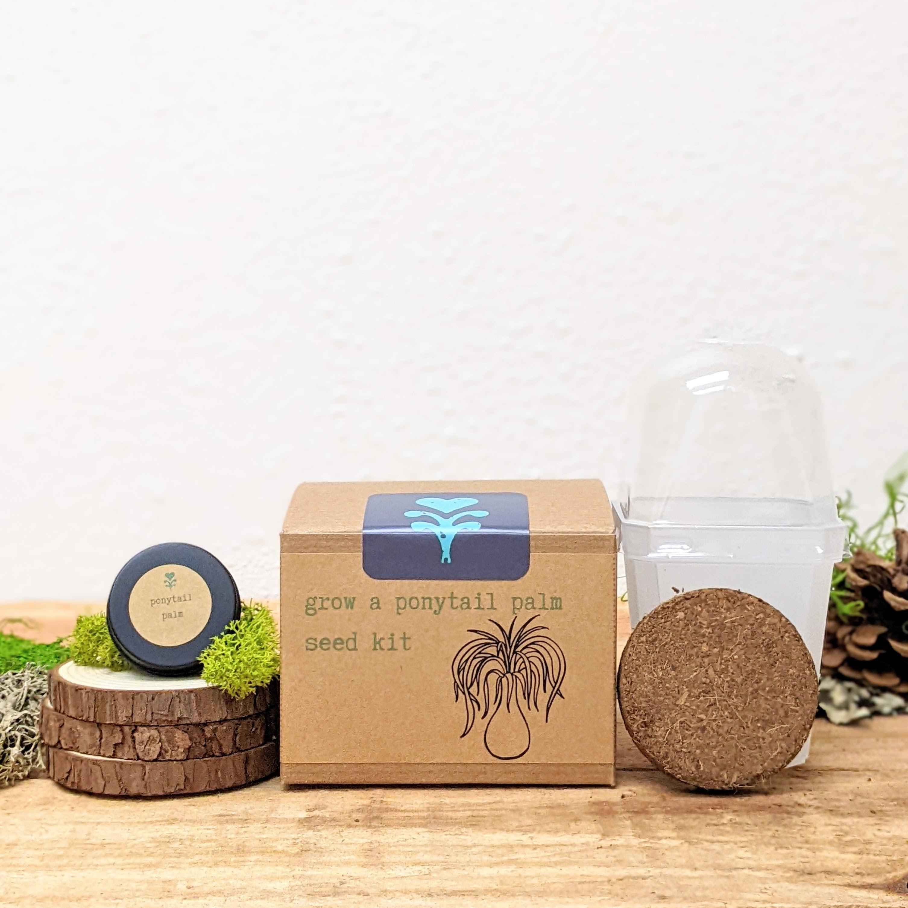 Grow a Ponytail Palm Seed Kit