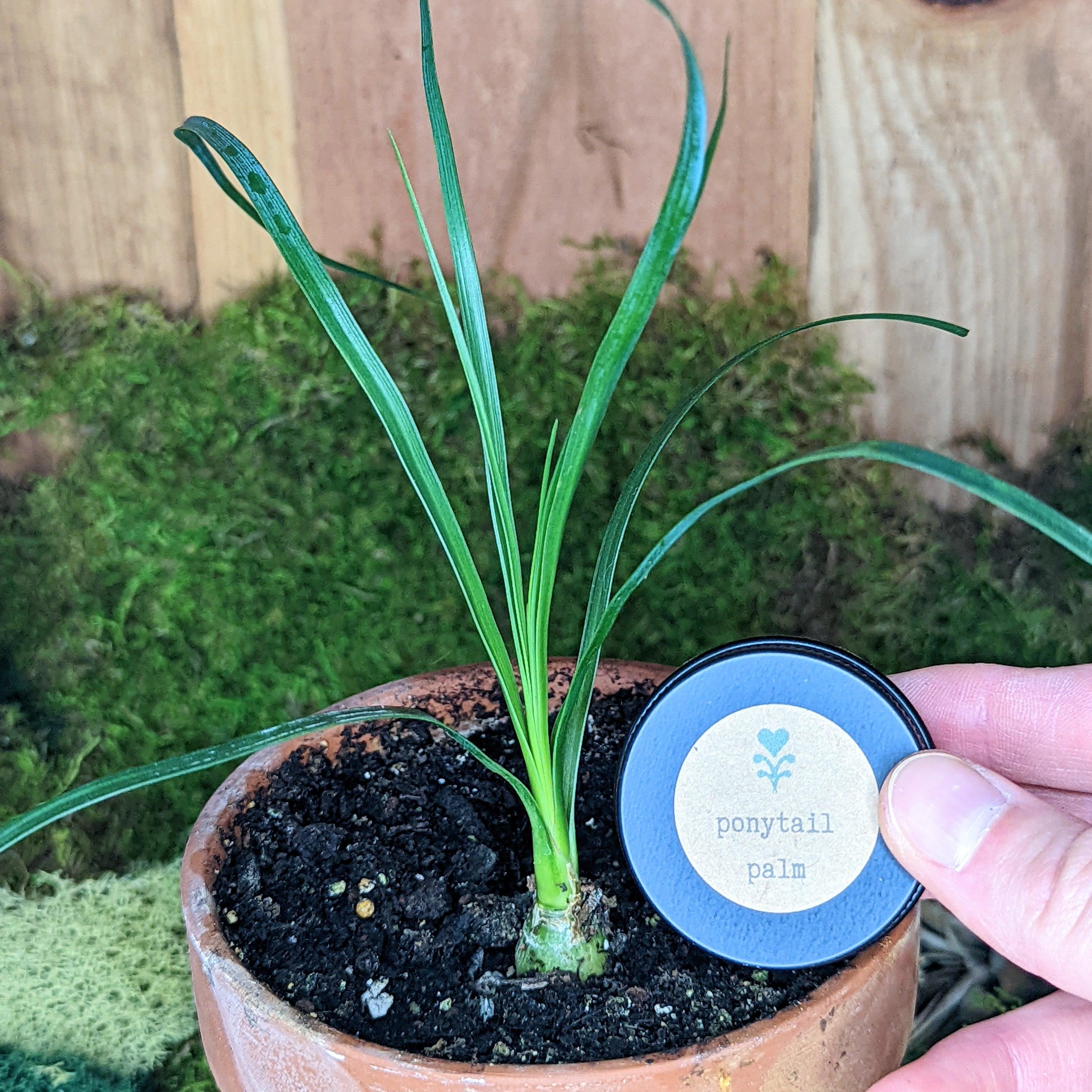 Grow a Ponytail Palm Seed Kit - Plantflix