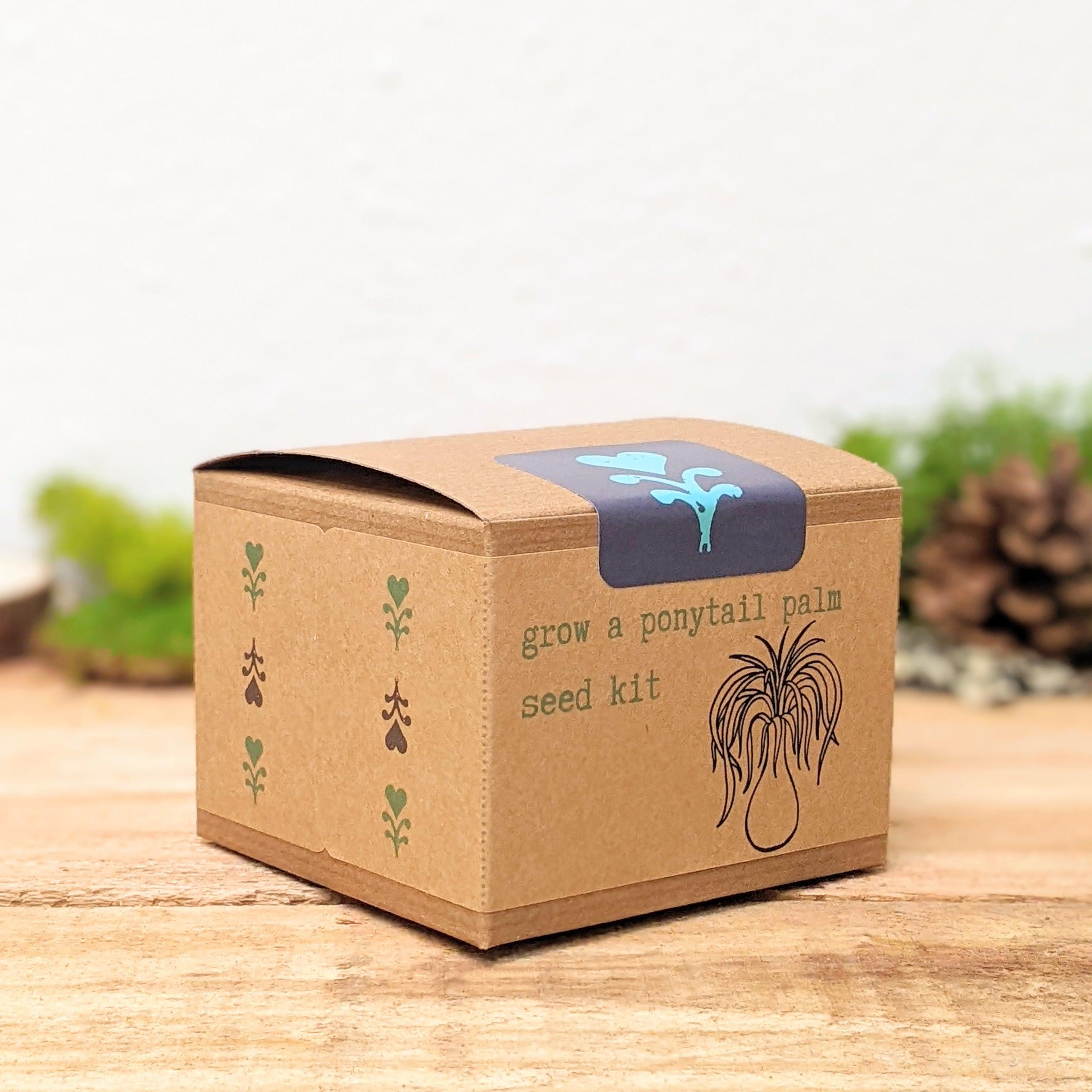Grow a Ponytail Palm Seed Kit - Plantflix