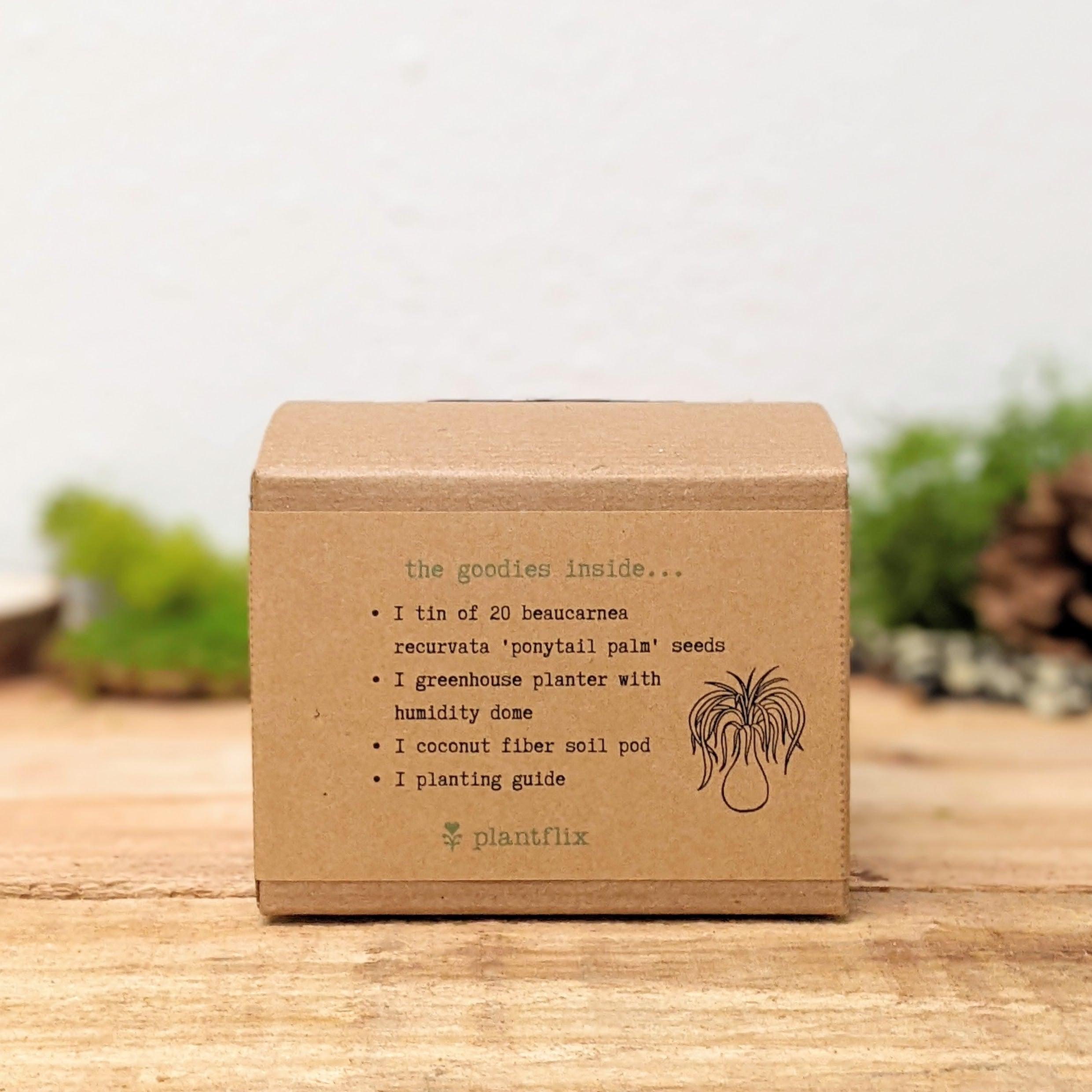 Grow a Ponytail Palm Seed Kit - Plantflix