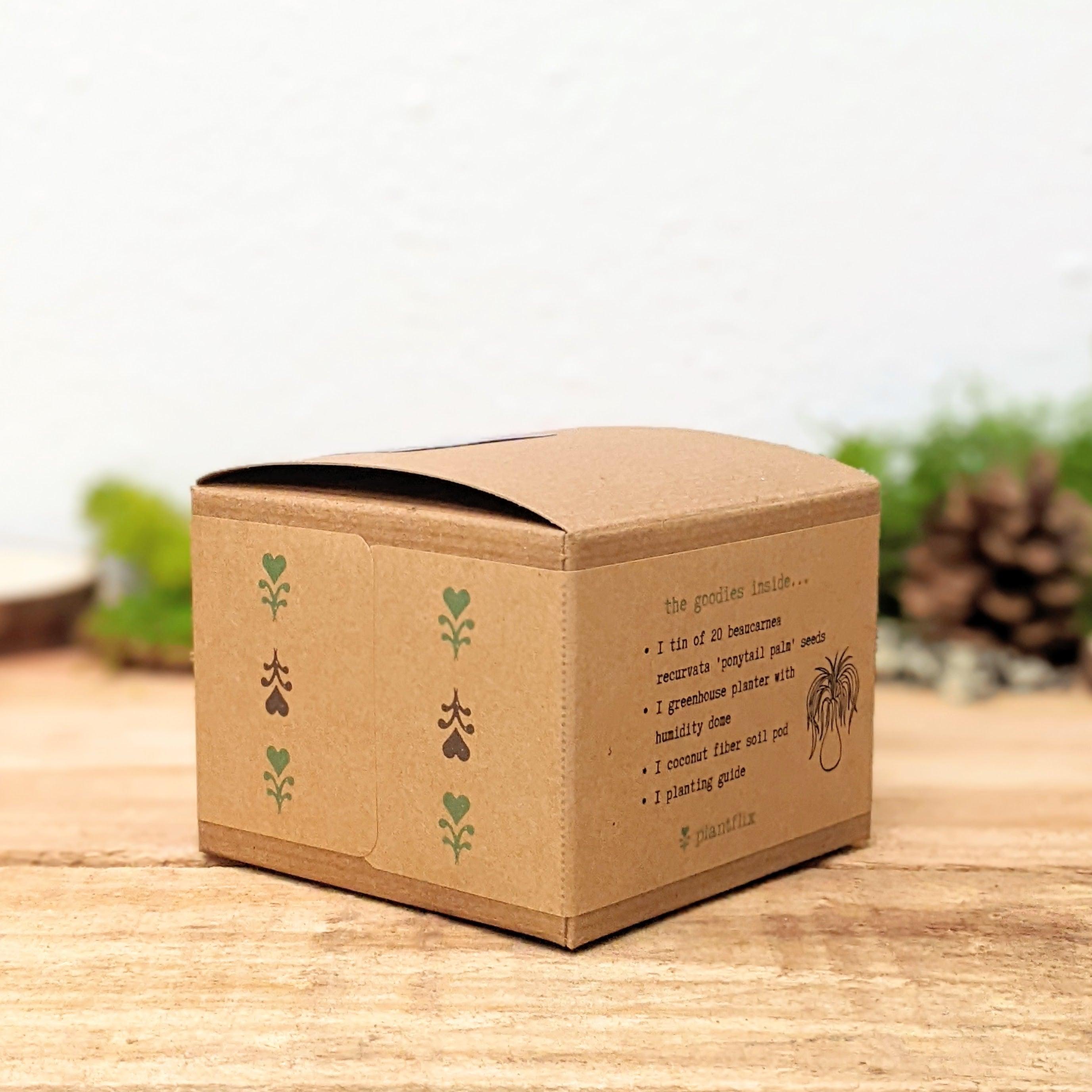 Grow a Ponytail Palm Seed Kit - Plantflix