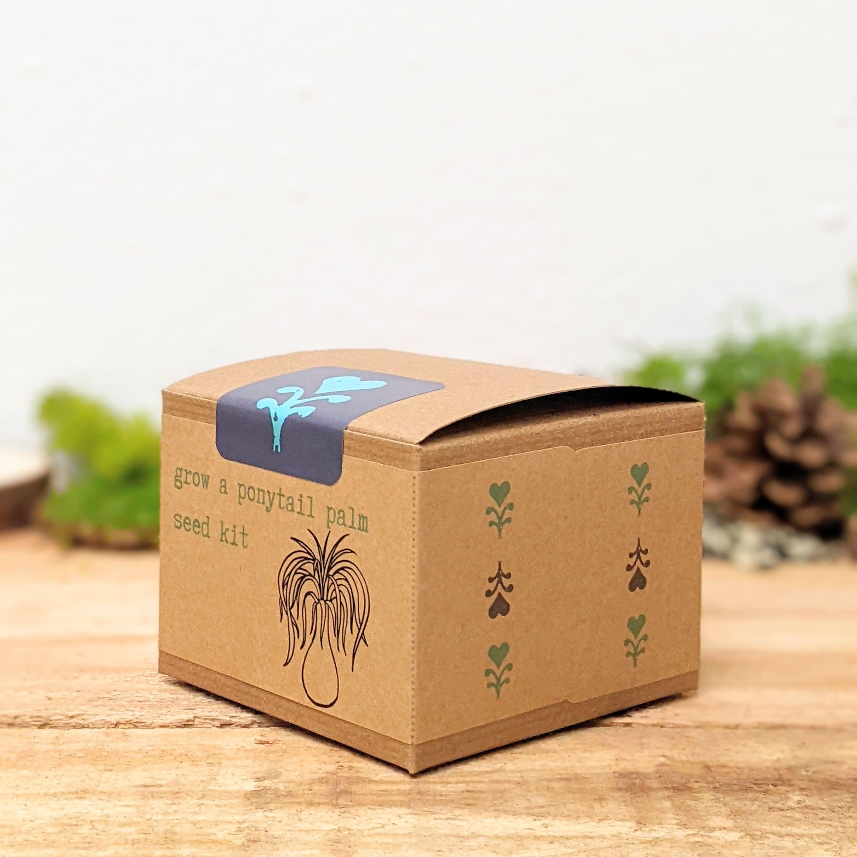 Grow a Ponytail Palm Seed Kit - Plantflix
