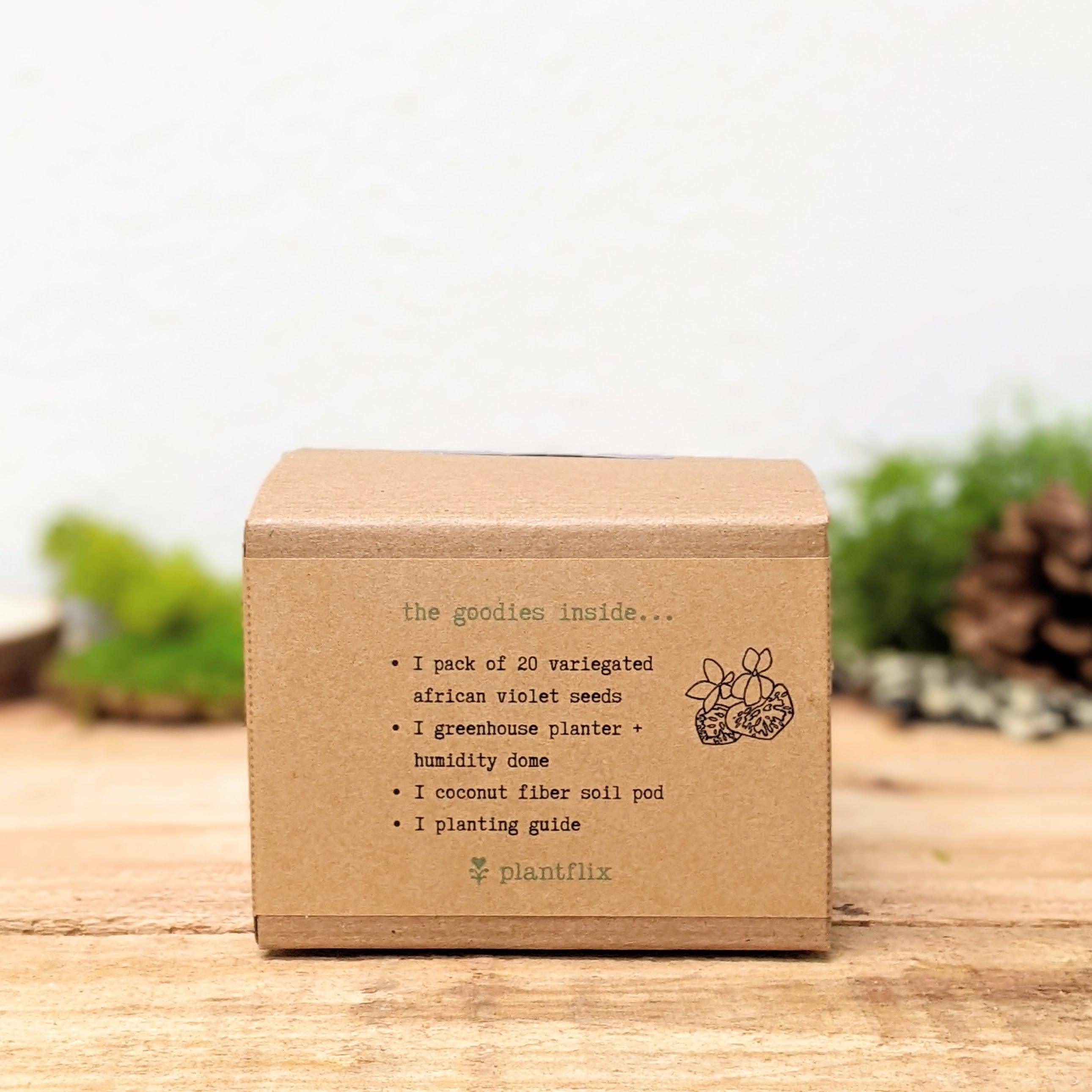 Grow an African Violet Seed Kit - Plantflix