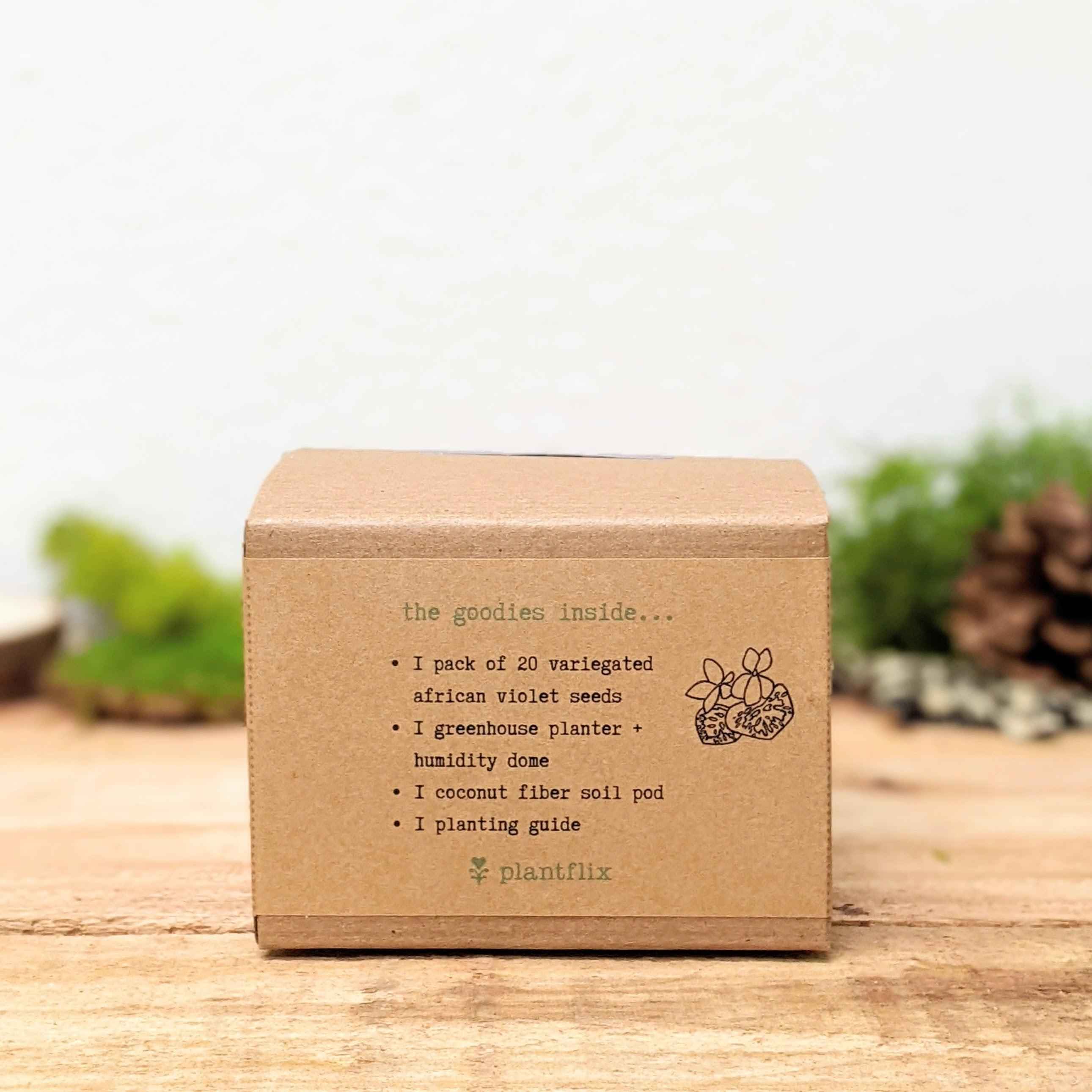 Grow an African Violet Seed Kit