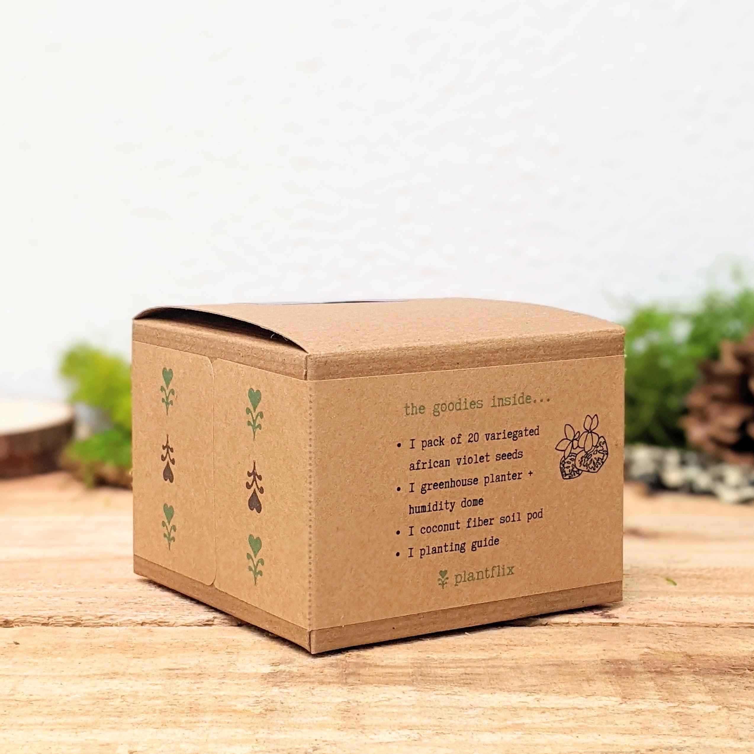 Grow an African Violet Seed Kit - Plantflix