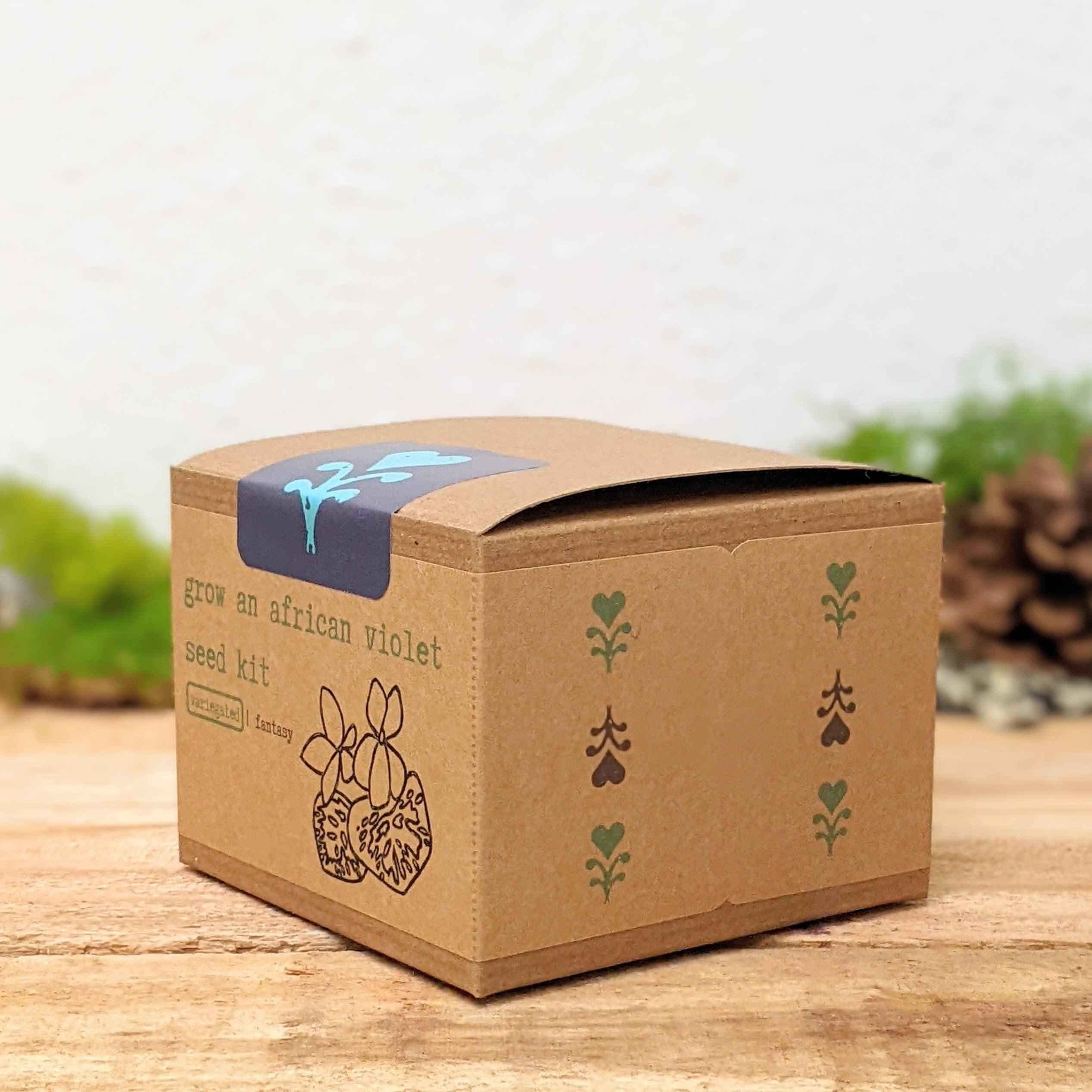 Grow an African Violet Seed Kit