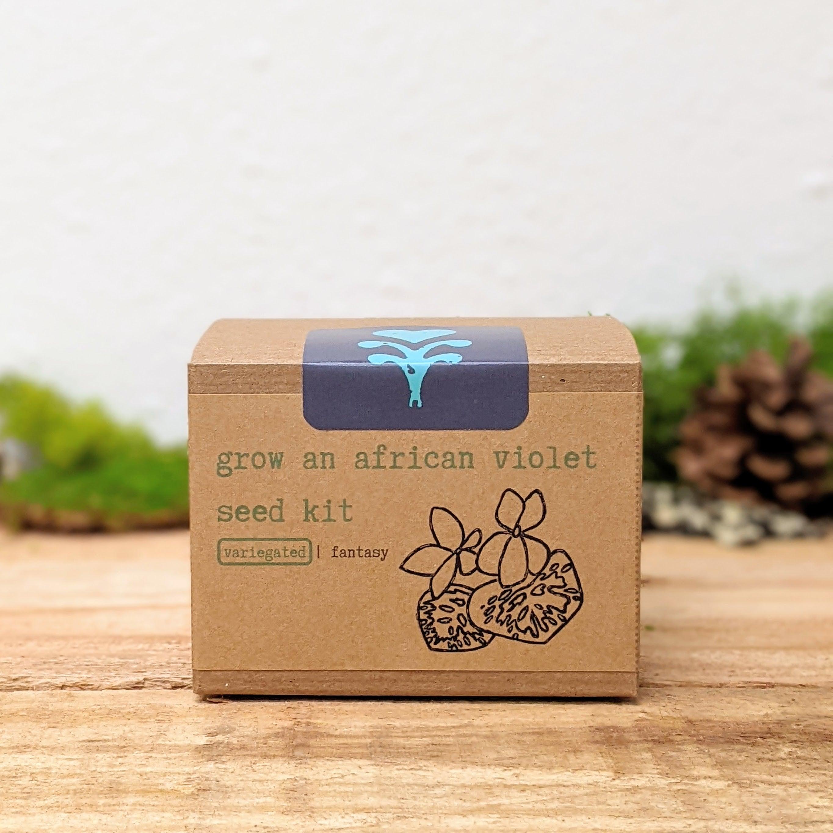 Grow an African Violet Seed Kit - Plantflix