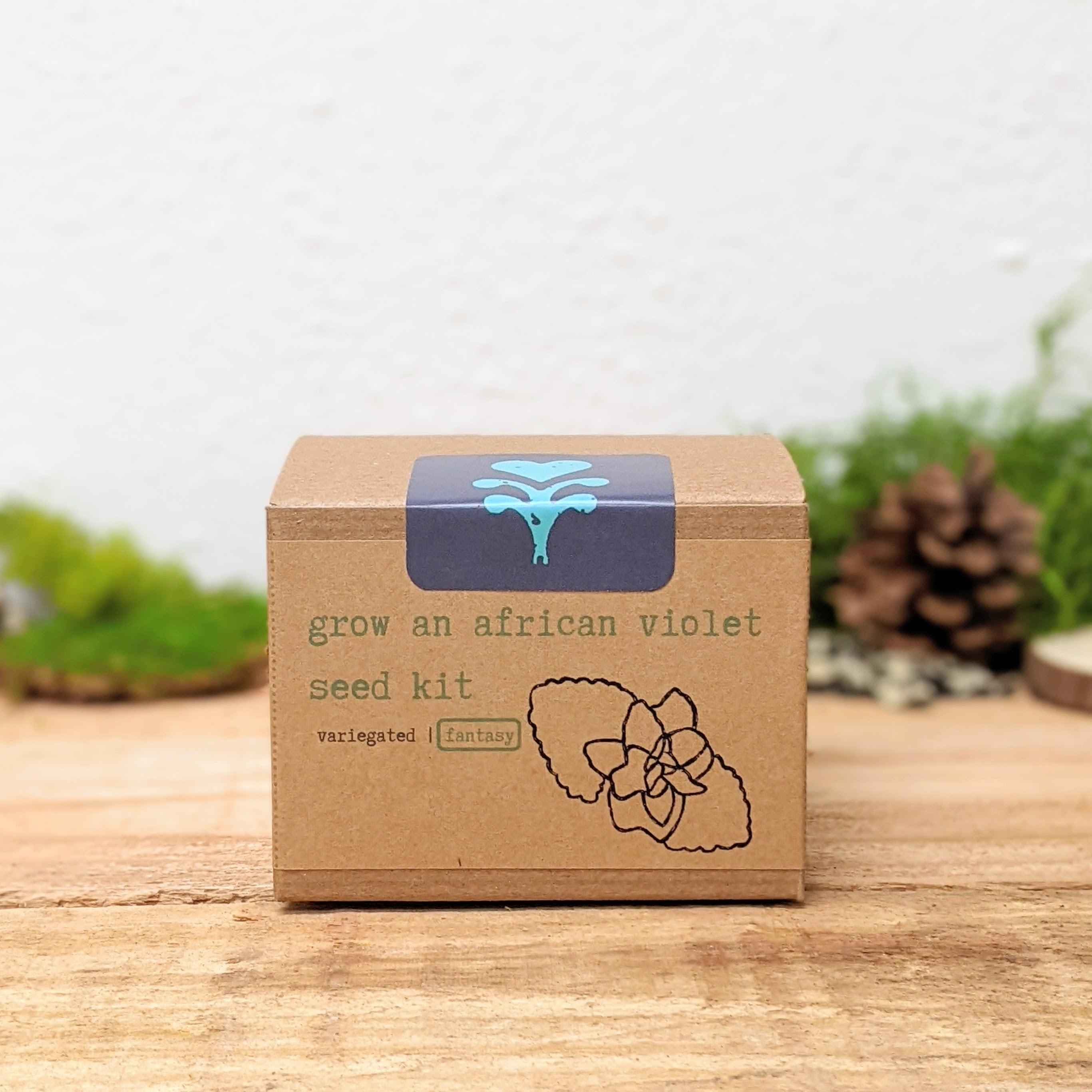 Grow an African Violet Seed Kit