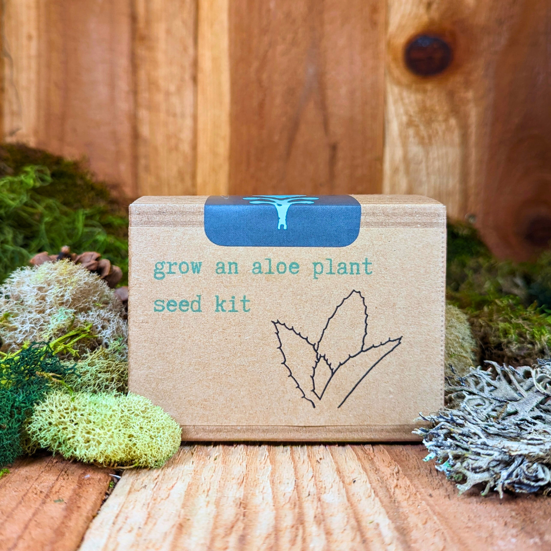 Grow an Aloe Plant Seed Kit - Plantflix