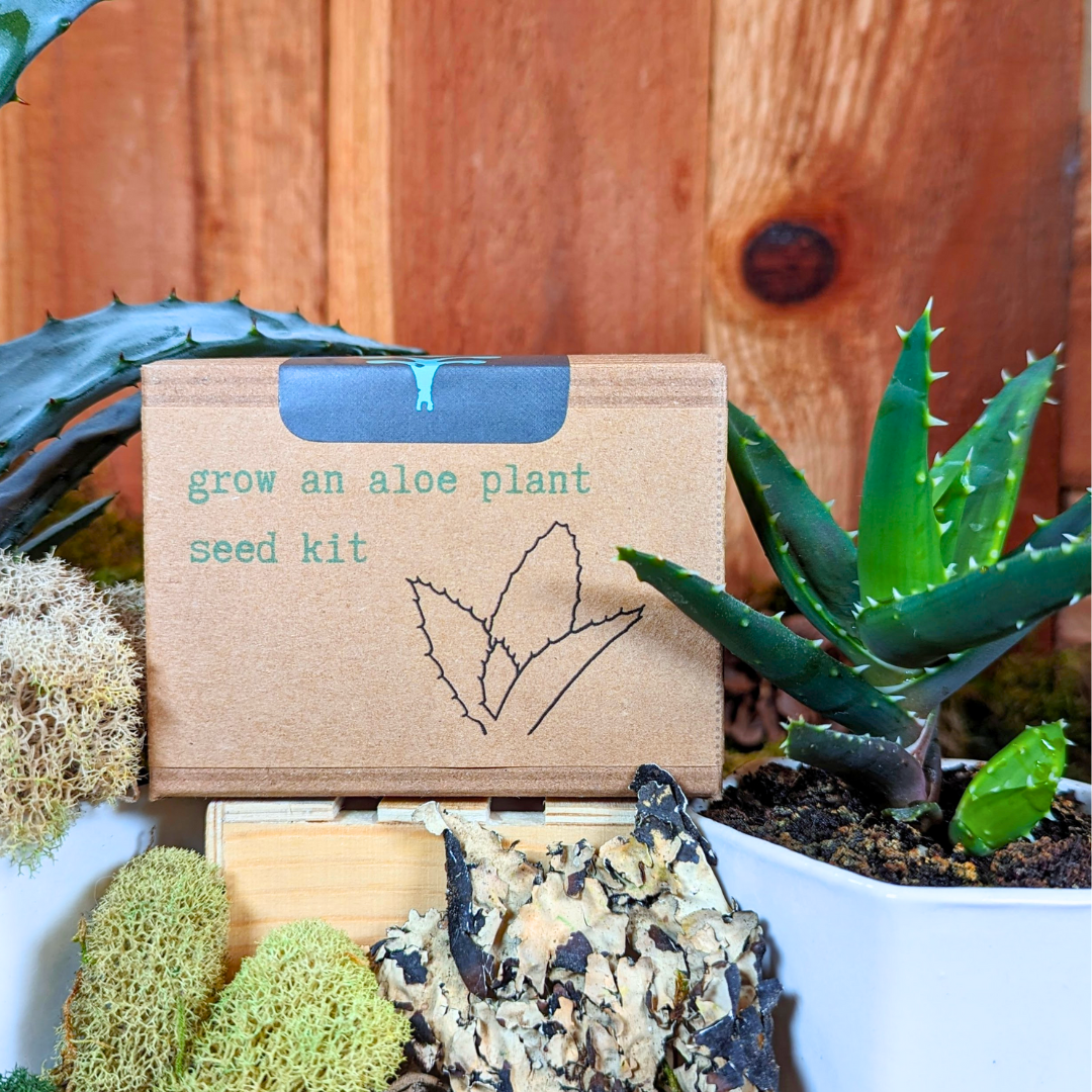 planting aloe seeds Grow an Aloe Plant Seed Kit