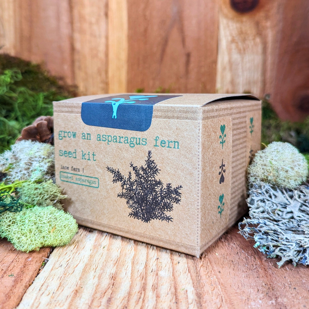 Grow an Asparagus Fern Plant Seed Kit - Plantflix