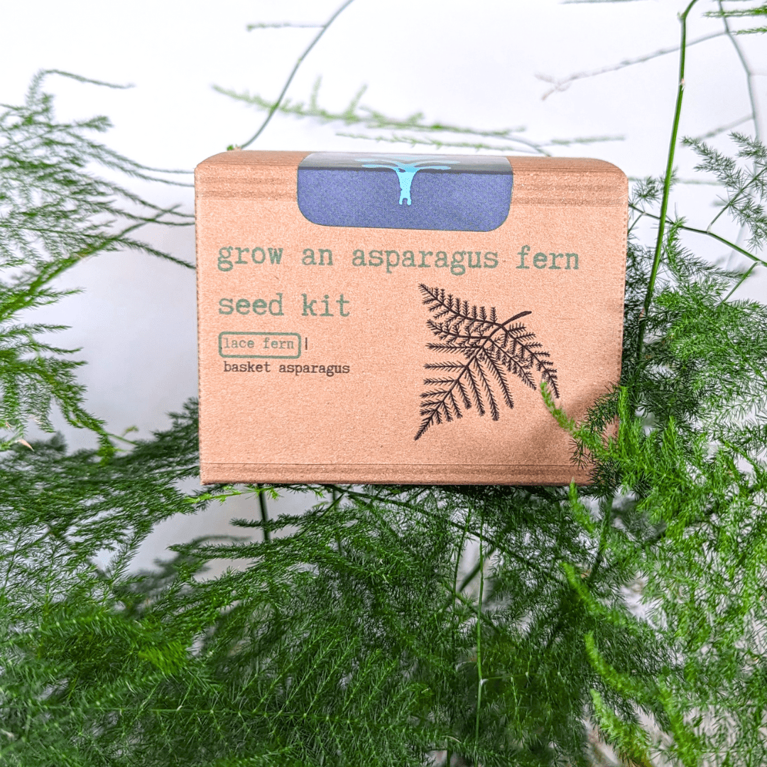 Grow an Asparagus Fern Plant Seed Kit - Plantflix