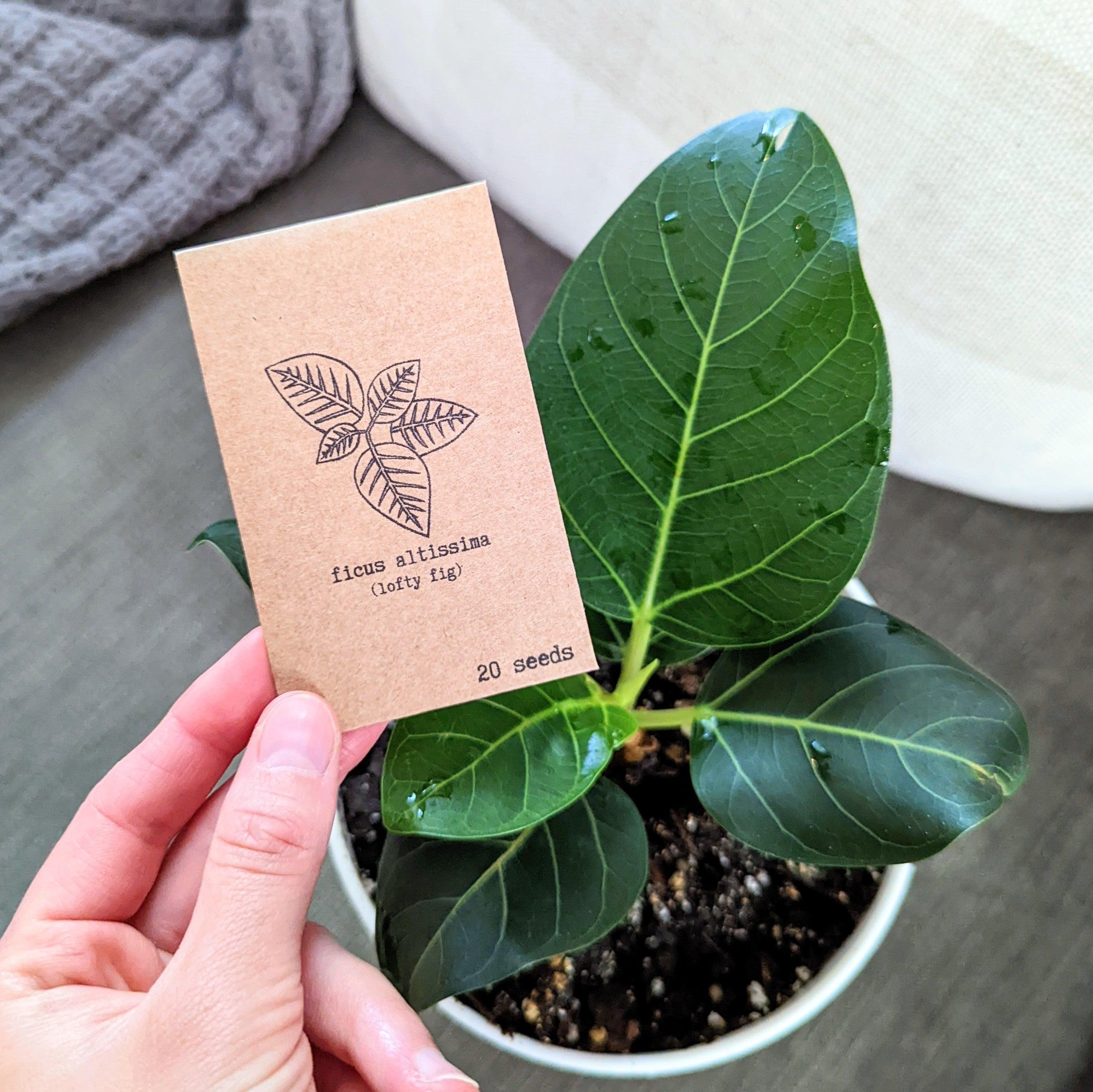 "Grow an Indoor Jungle" Houseplant Seed Kit - Plantflix