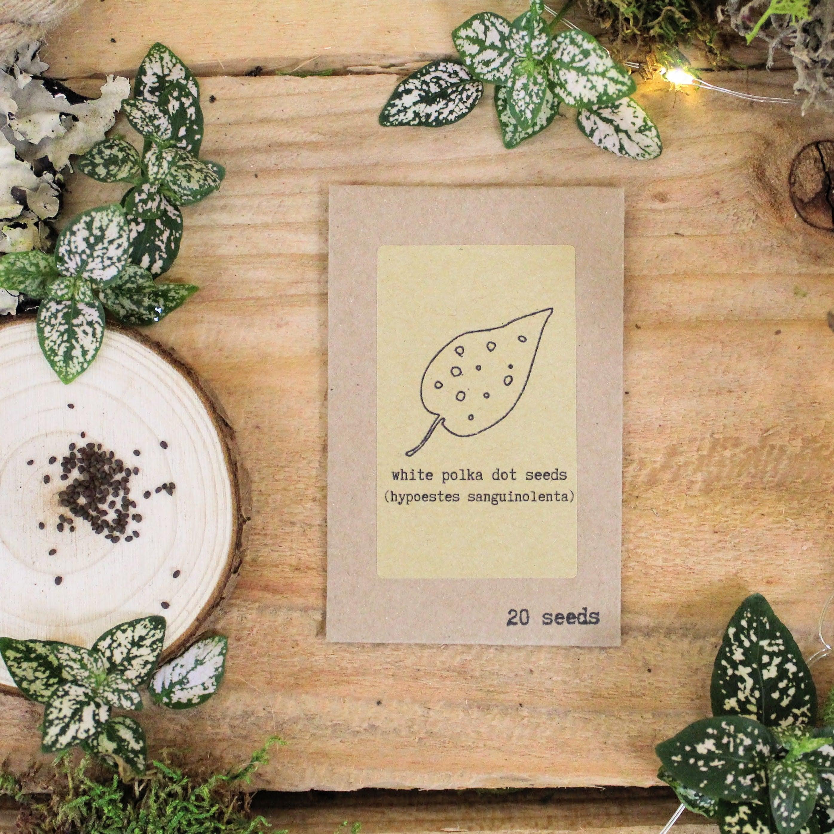 "Grow an Indoor Jungle" Houseplant Seed Kit - Plantflix