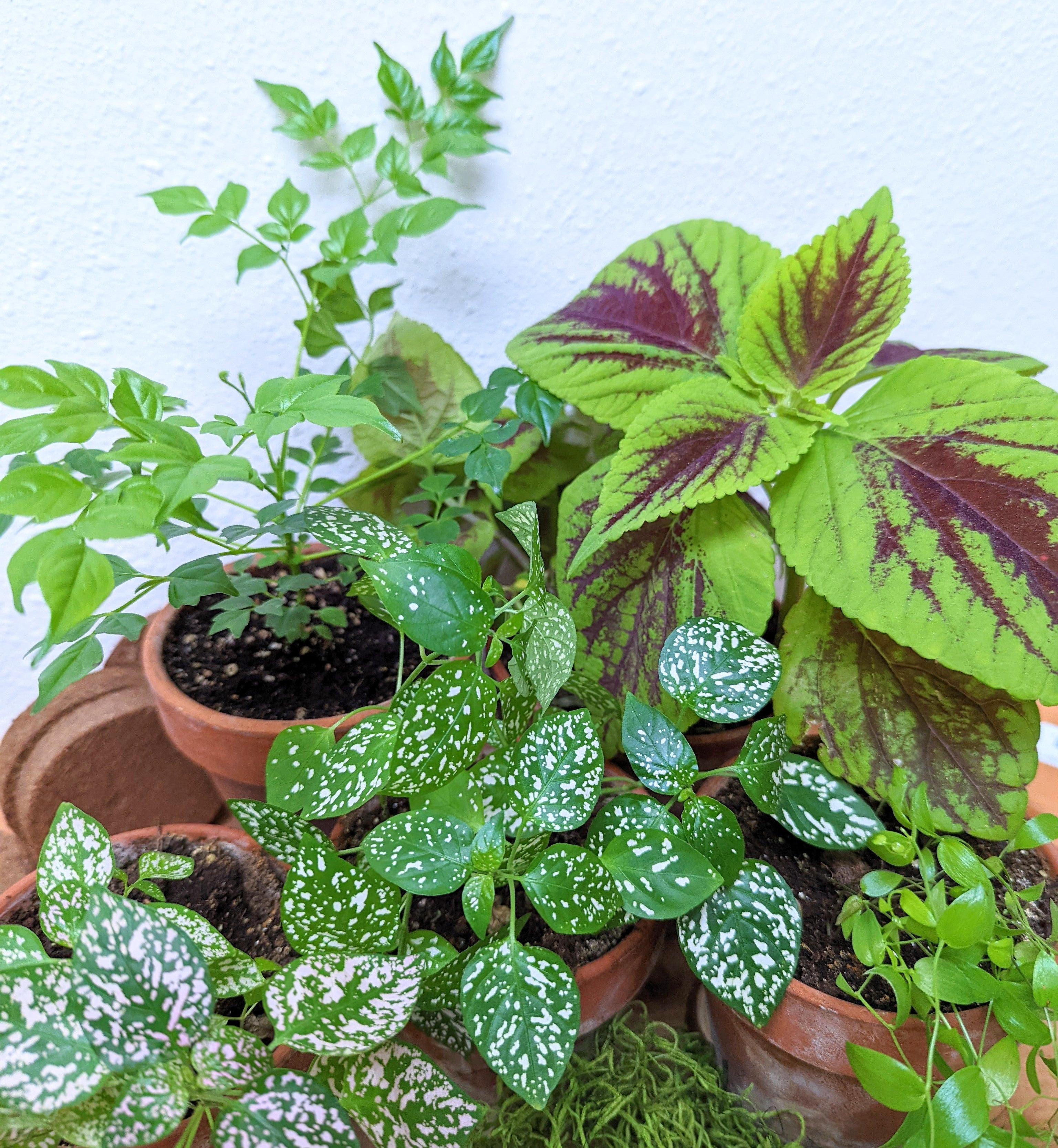 "Grow an Indoor Jungle" Houseplant Seed Kit - Plantflix