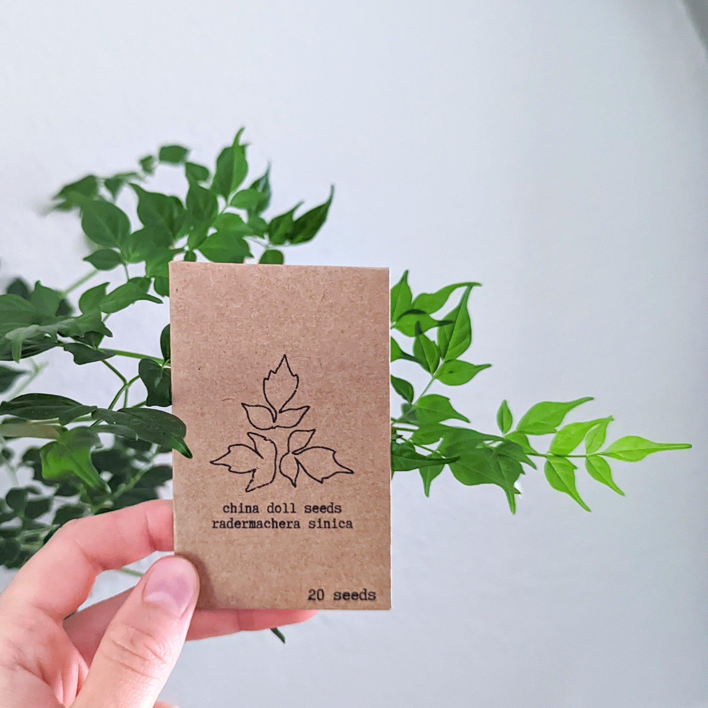 "Grow an Indoor Jungle" Houseplant Seed Kit - Plantflix