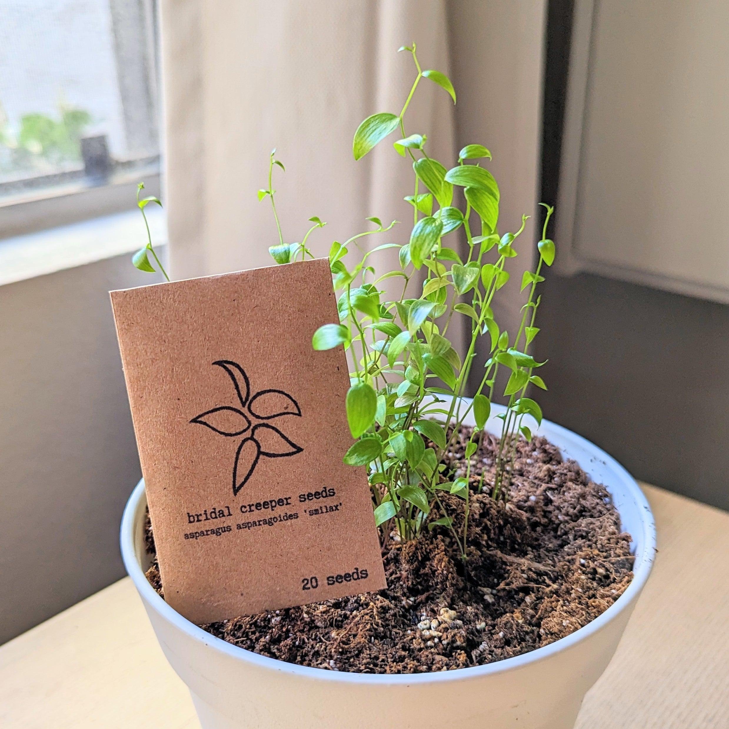 "Grow an Indoor Jungle" Houseplant Seed Kit - Plantflix