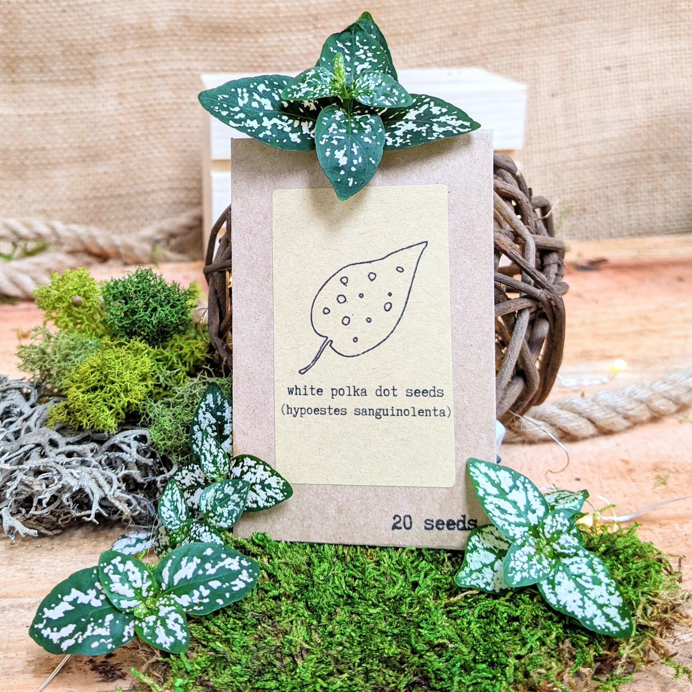 "Grow an Indoor Jungle" Houseplant Seed Kit - Plantflix