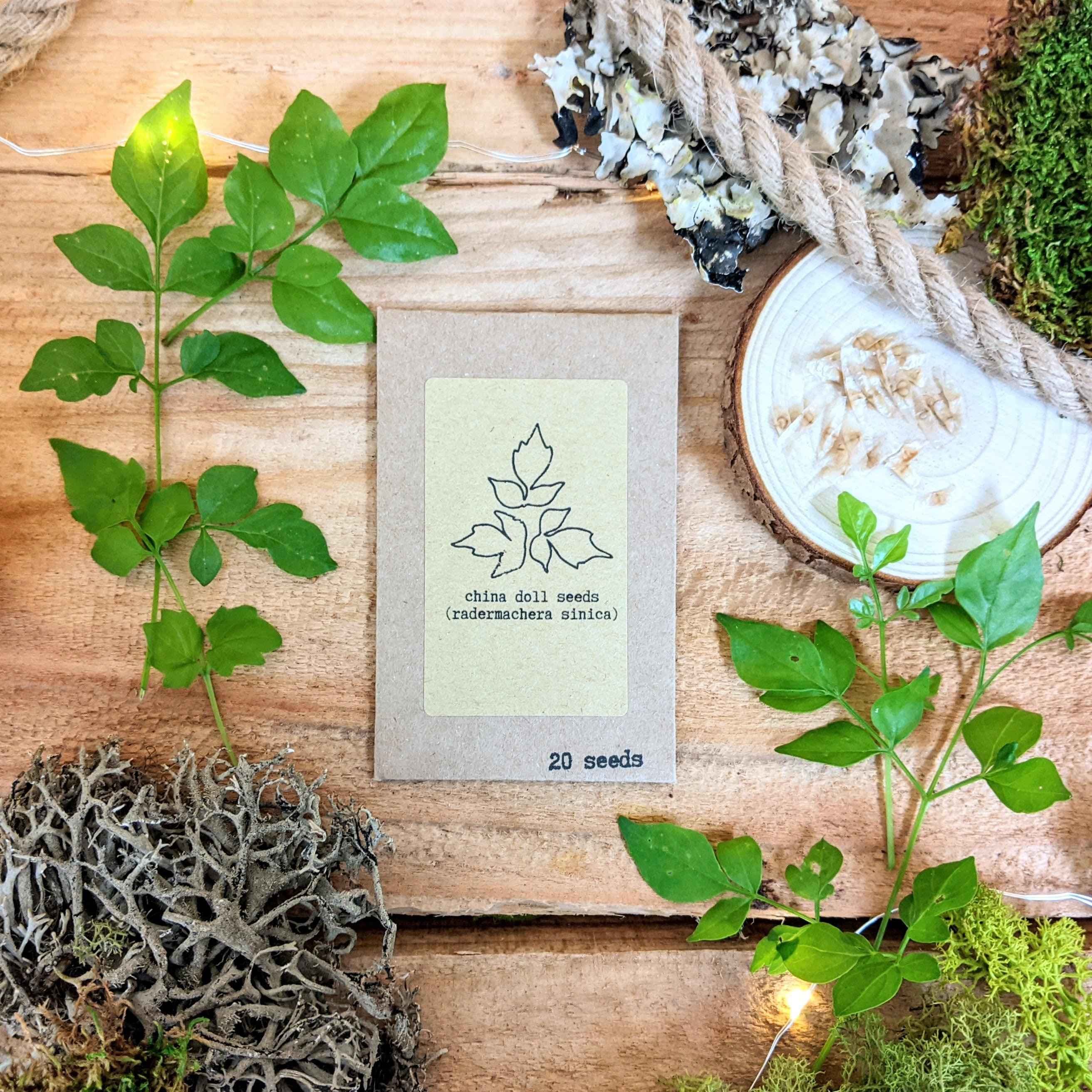 "Grow your own Jungle" Houseplant Seed Collection