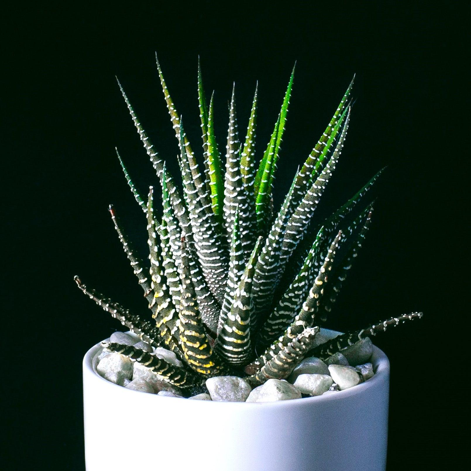 Haworthia Margaritifera &