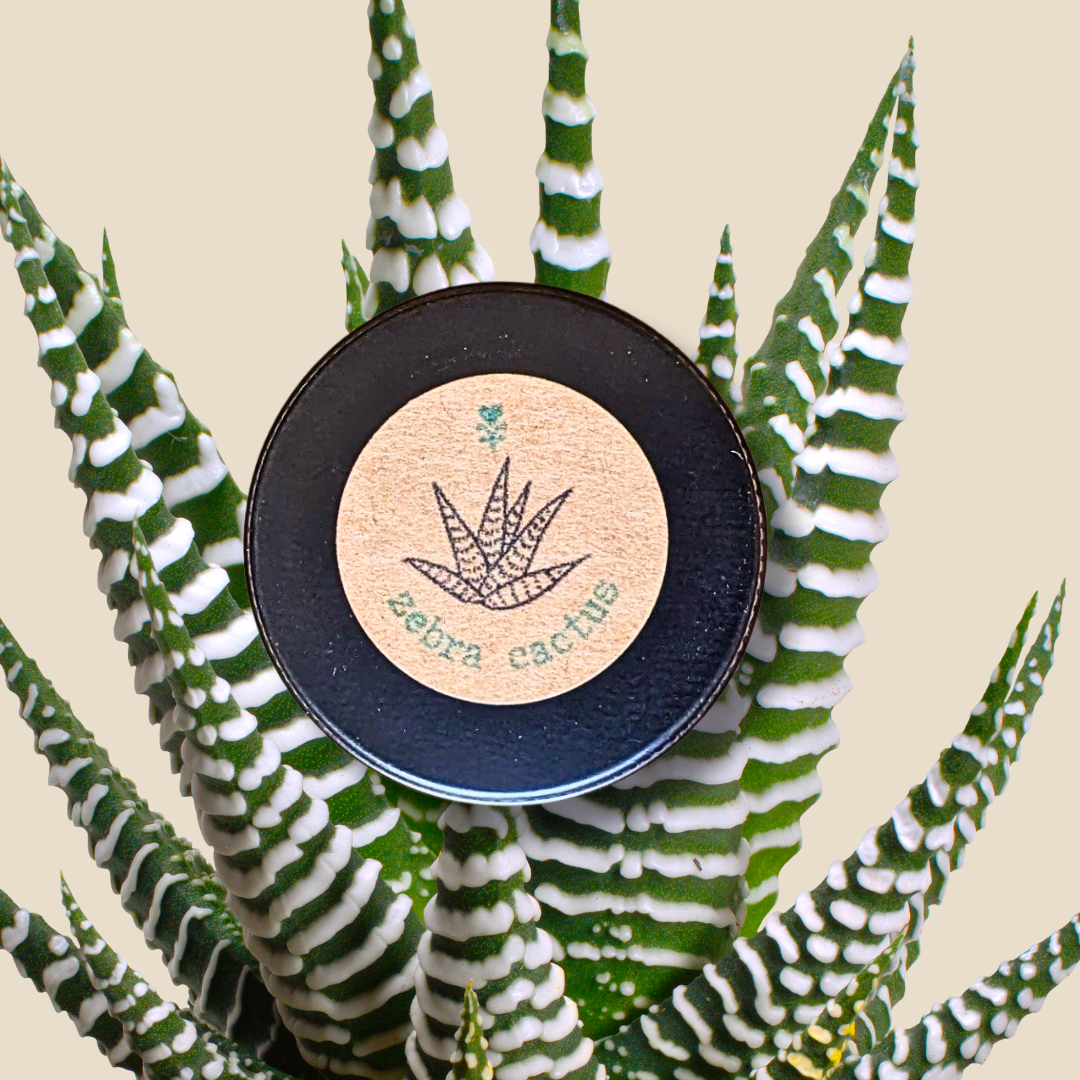 Haworthia Margaritifera &