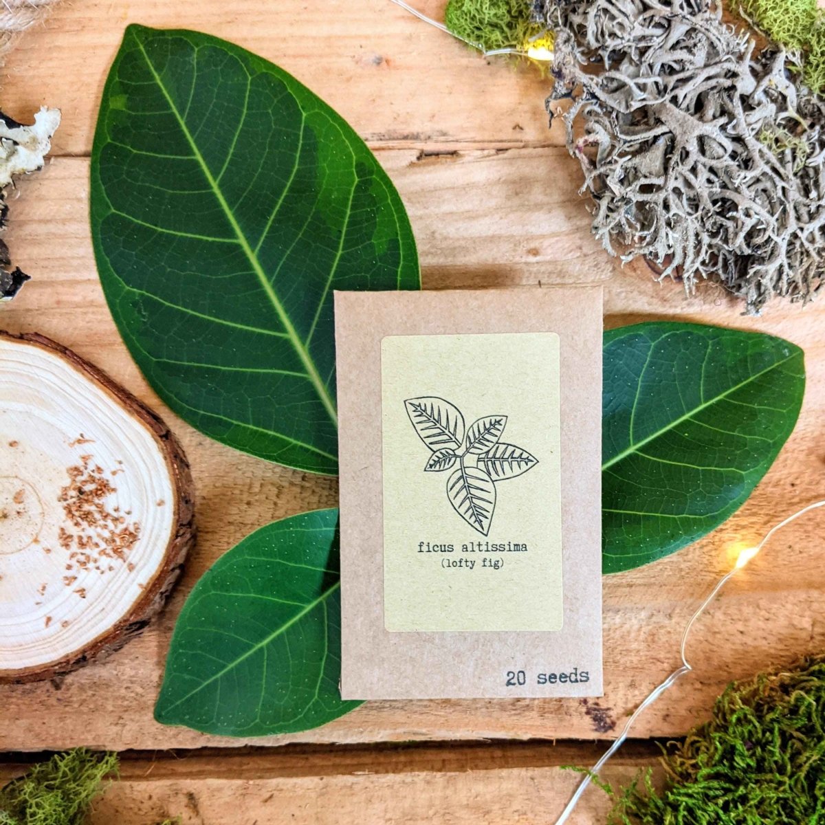 "Houseplant Adventurer" Houseplant Seed Collection - Plantflix