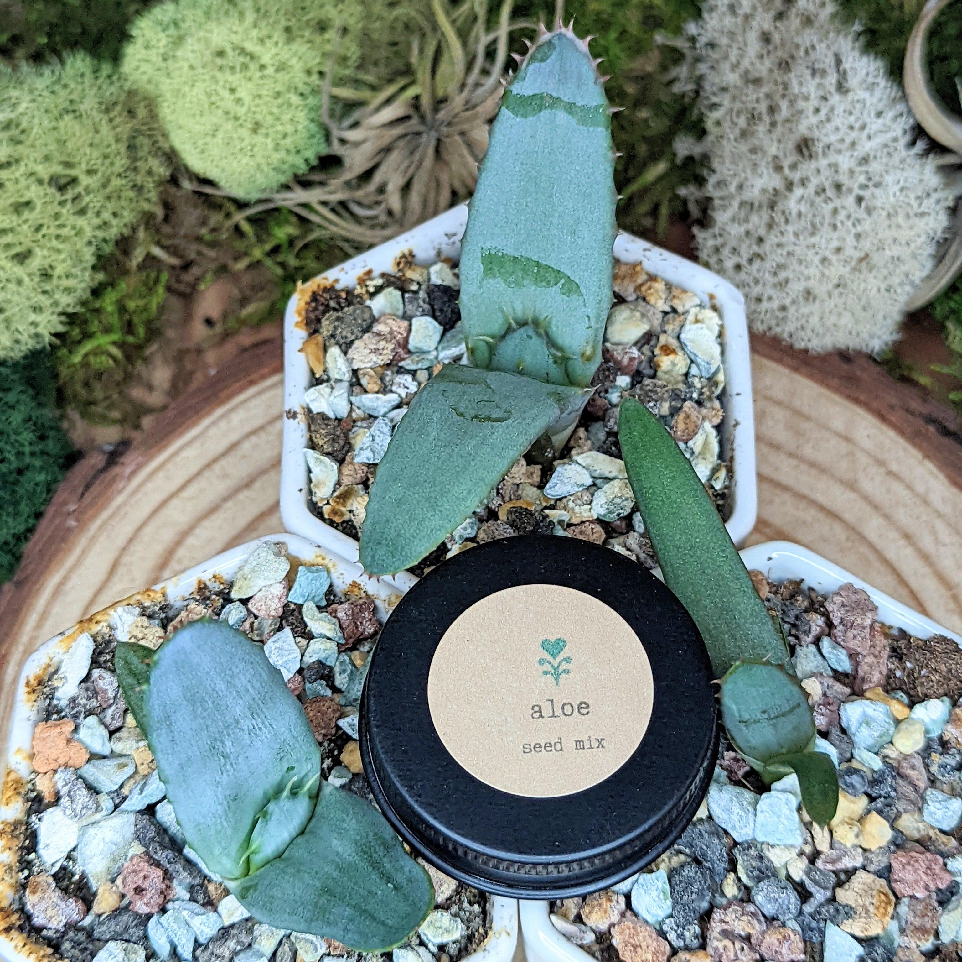"Houseplant Adventurer" Houseplant Seed Collection - Plantflix