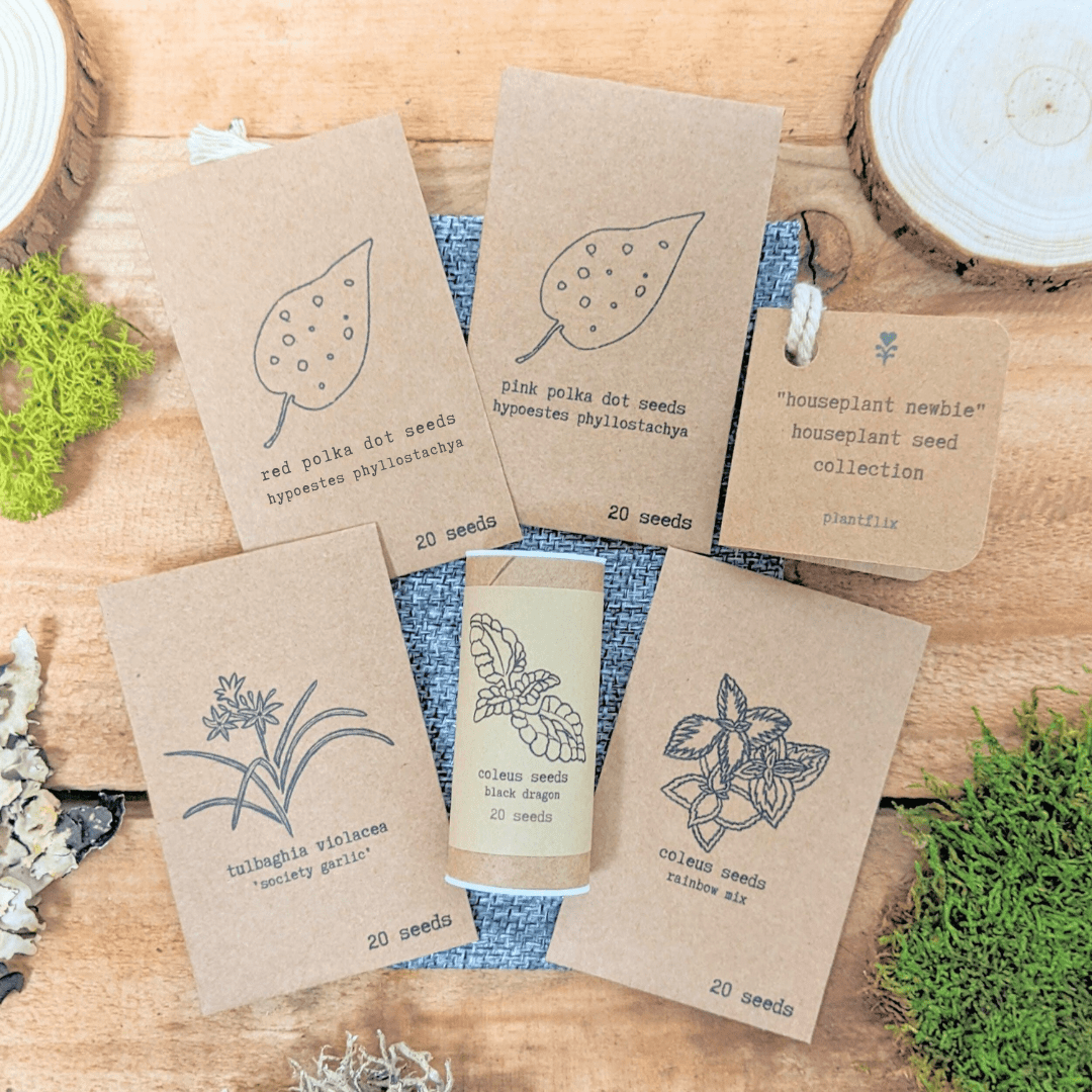 "Houseplant Newbie" Houseplant Seed Collection - Plantflix