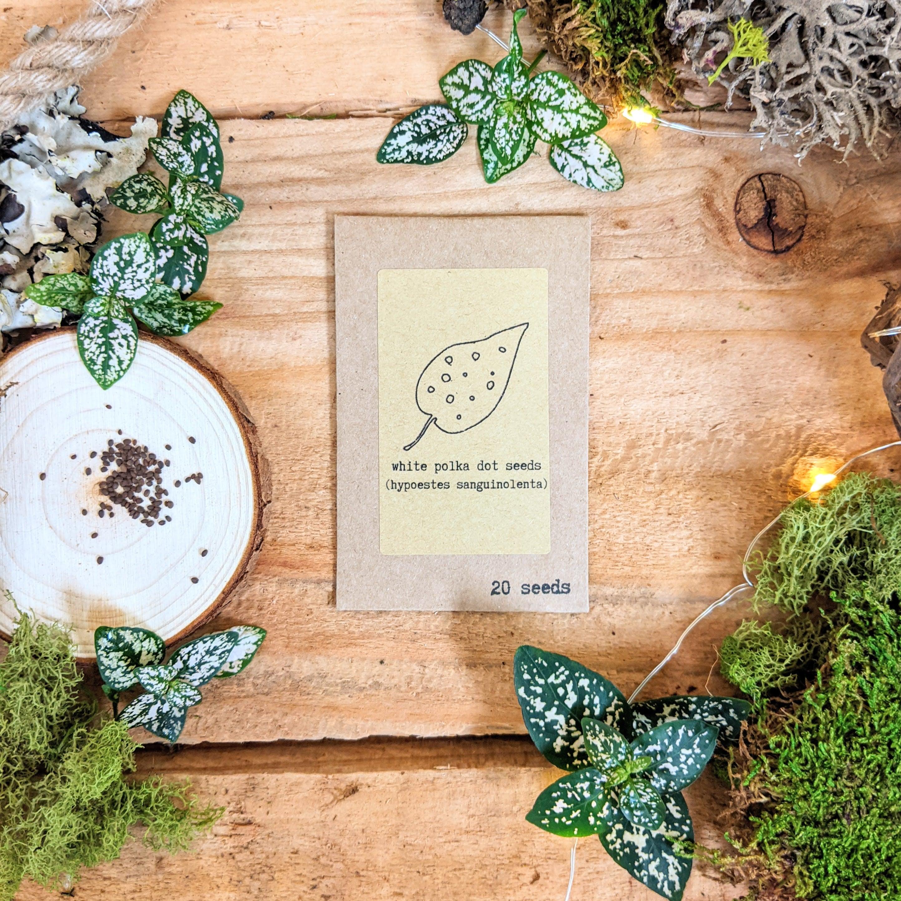 "Houseplant Newbie" Houseplant Seed Collection - Plantflix