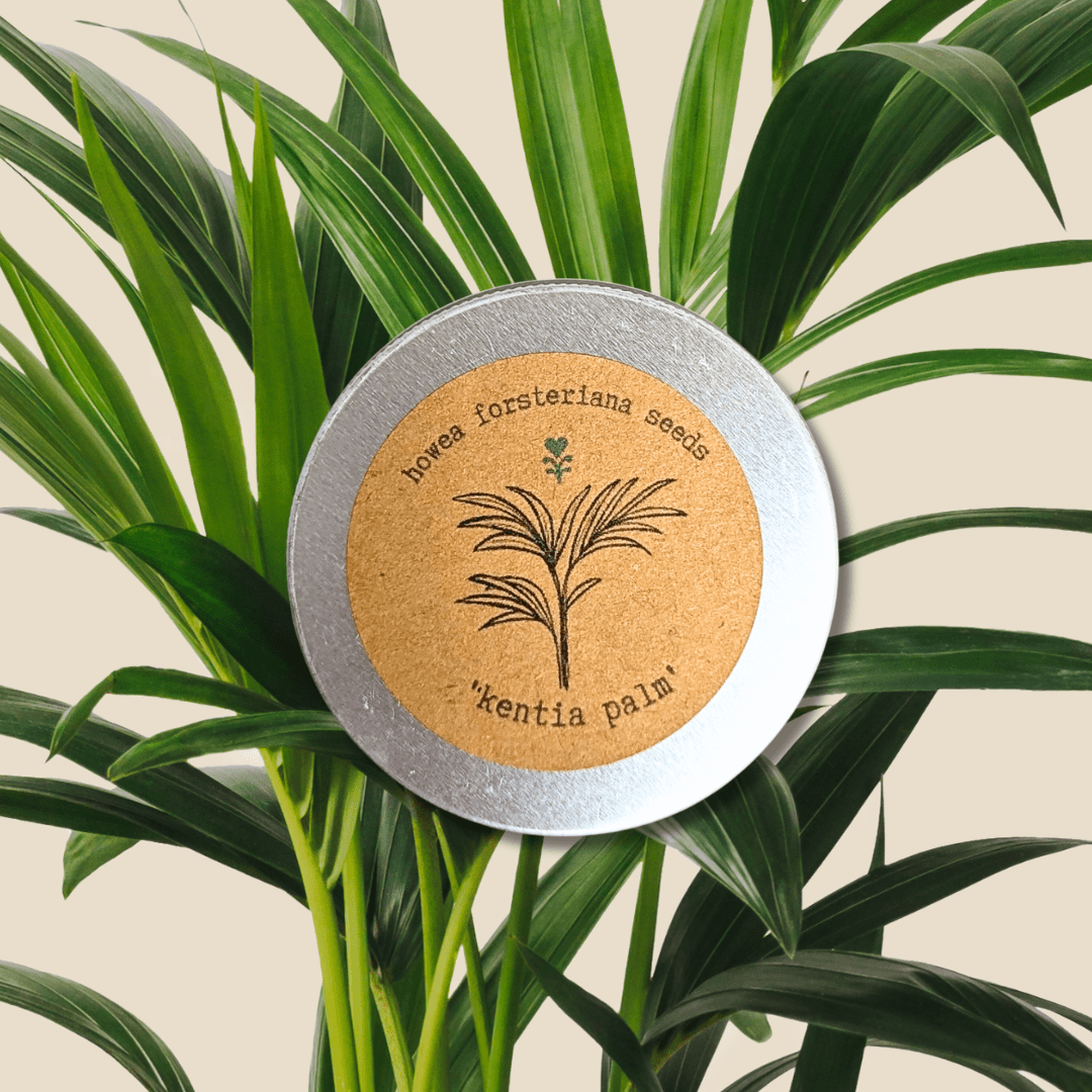 palm plant seeds Howea Forsteriana 'Kentia Palm' Seeds – Plantflix