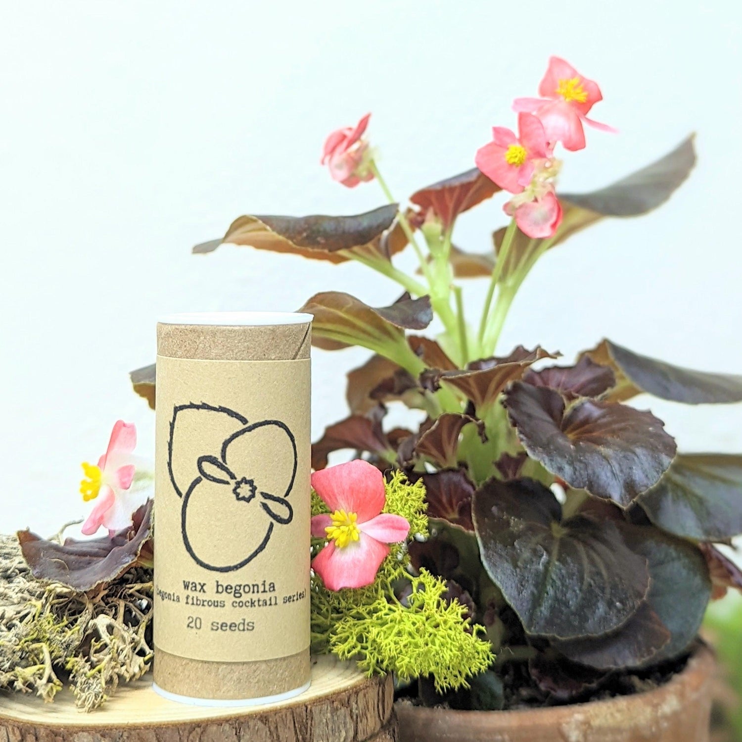 "Indoor Blooms" Seed Collection - Plantflix