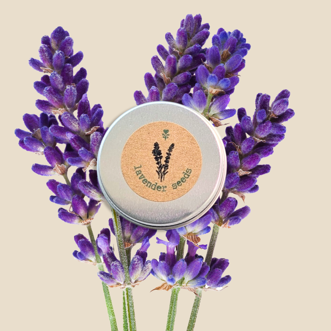 Lavender Seeds - Plantflix