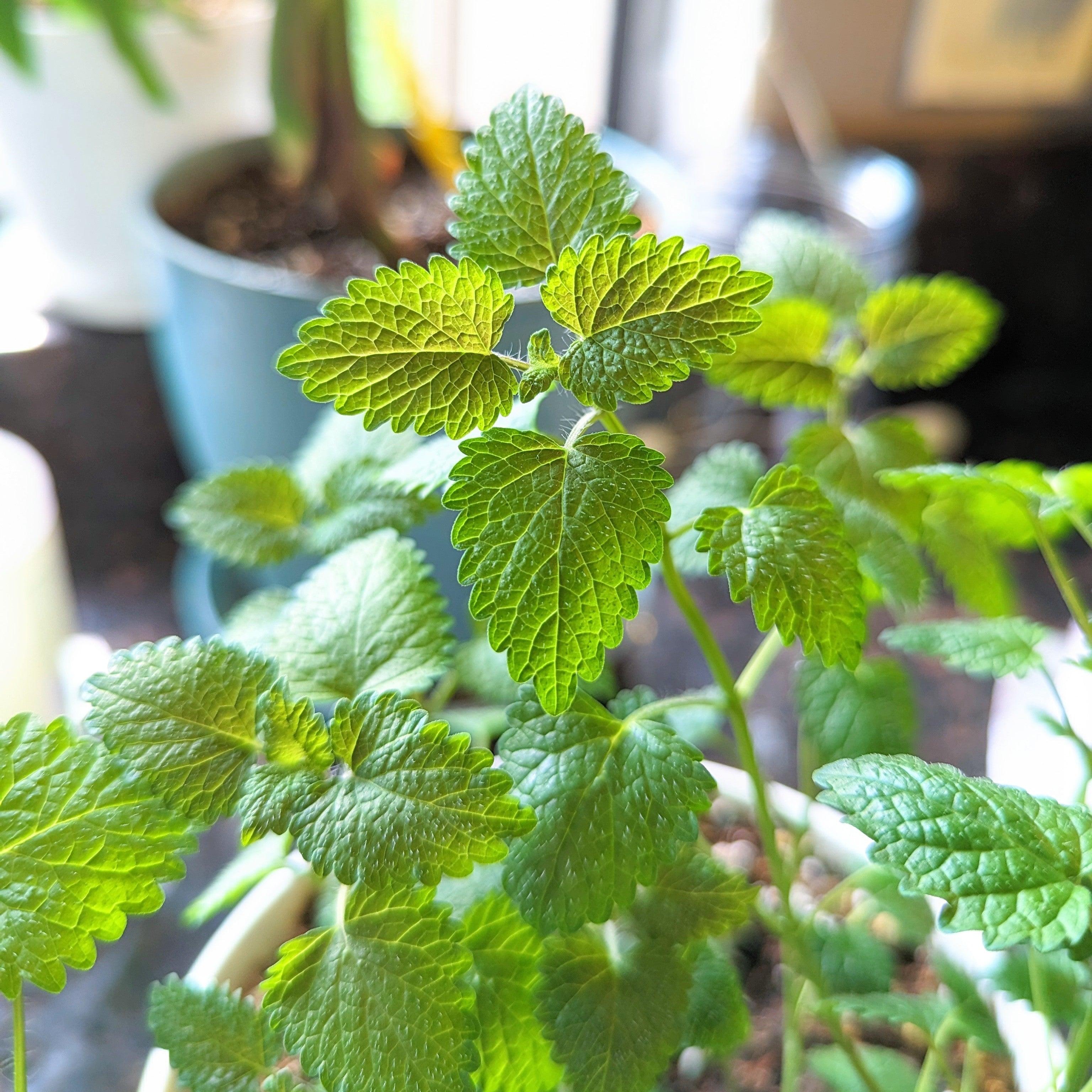 Lemon Balm Seeds - Plantflix