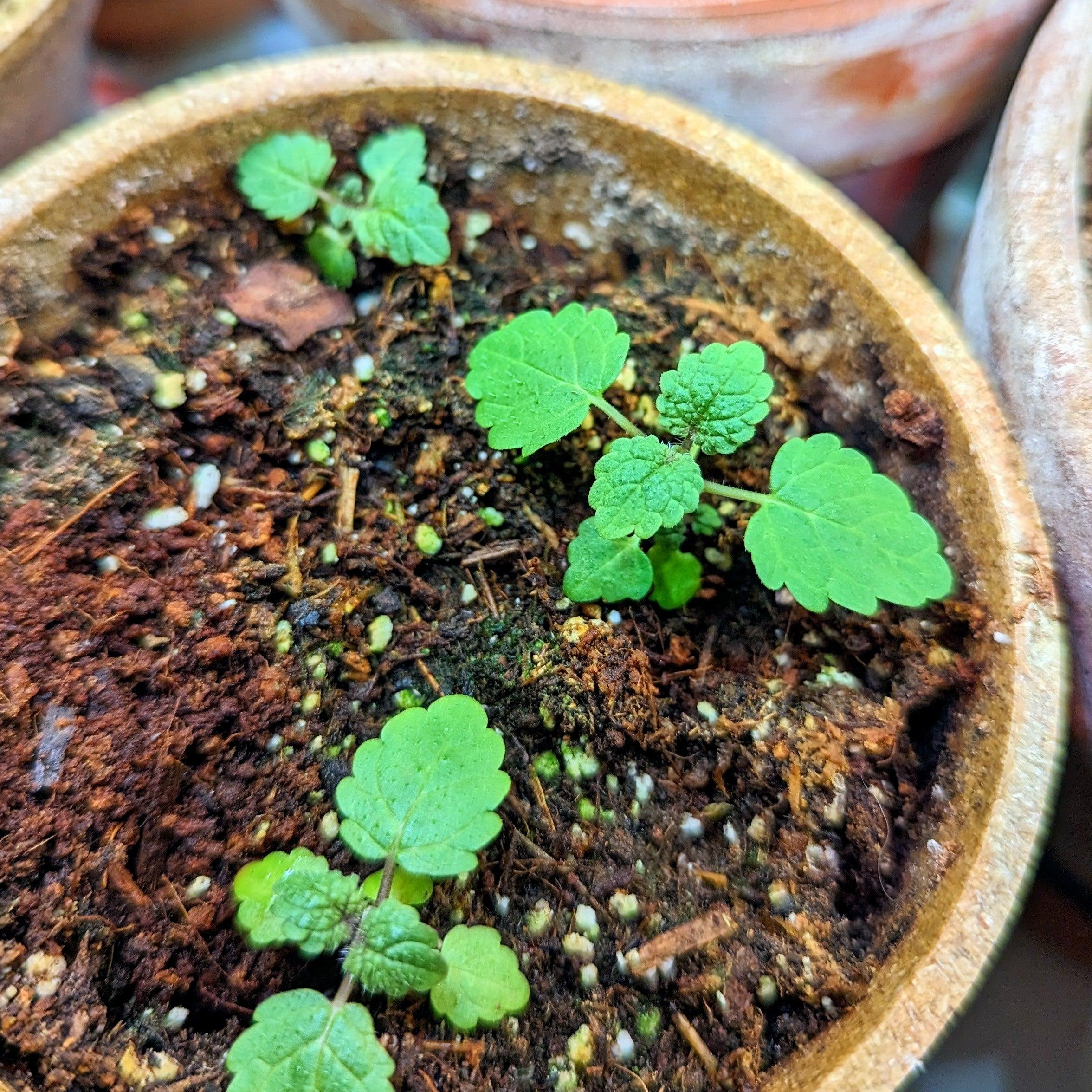 Lemon Balm Seeds - Plantflix