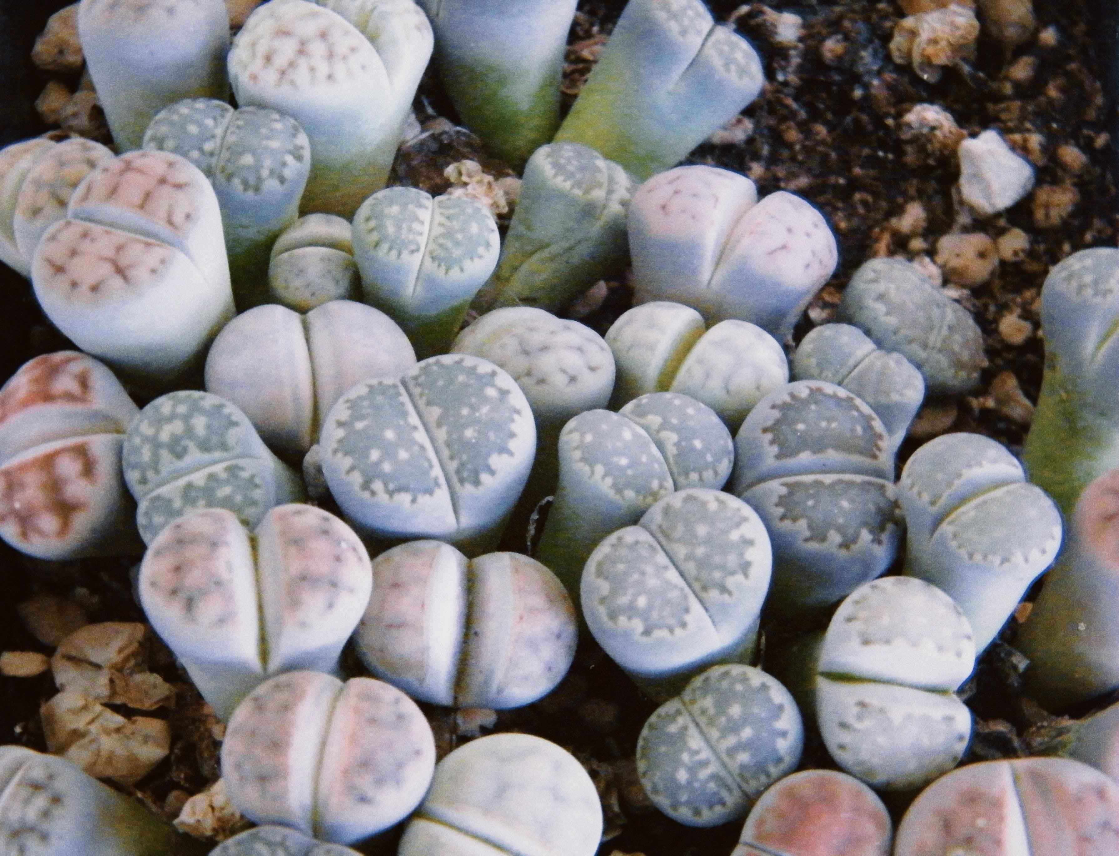 Lithops Mix (Living Stone) Seeds