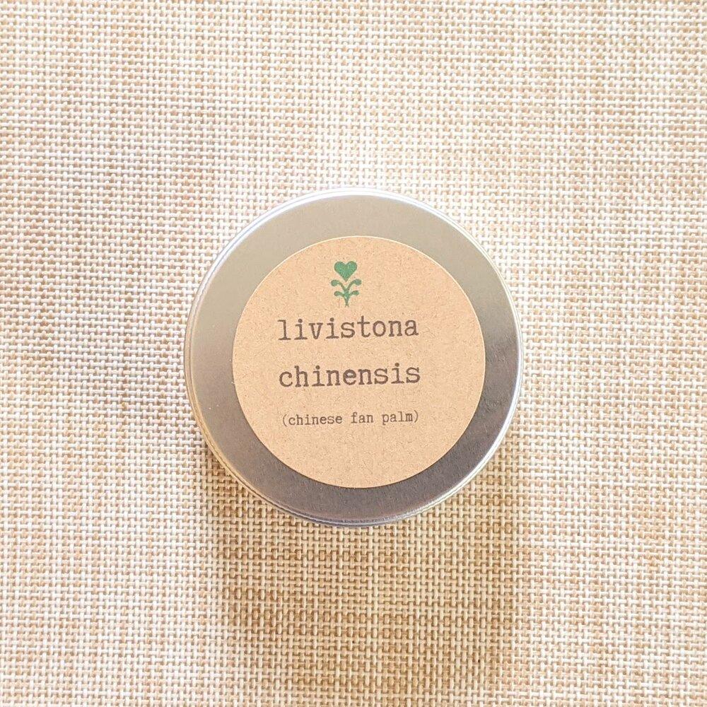 Livistona Chinensis &