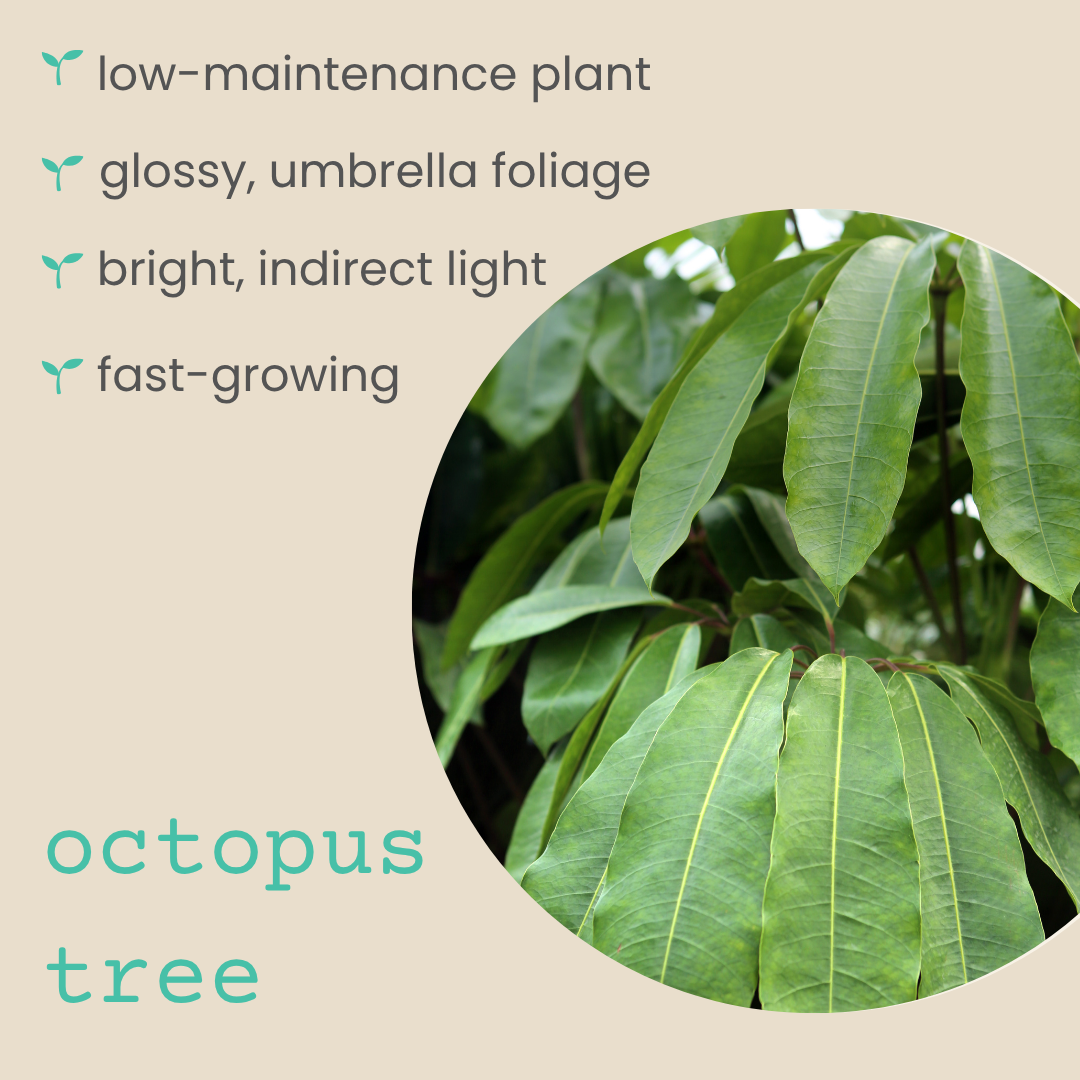 Schefflera &
