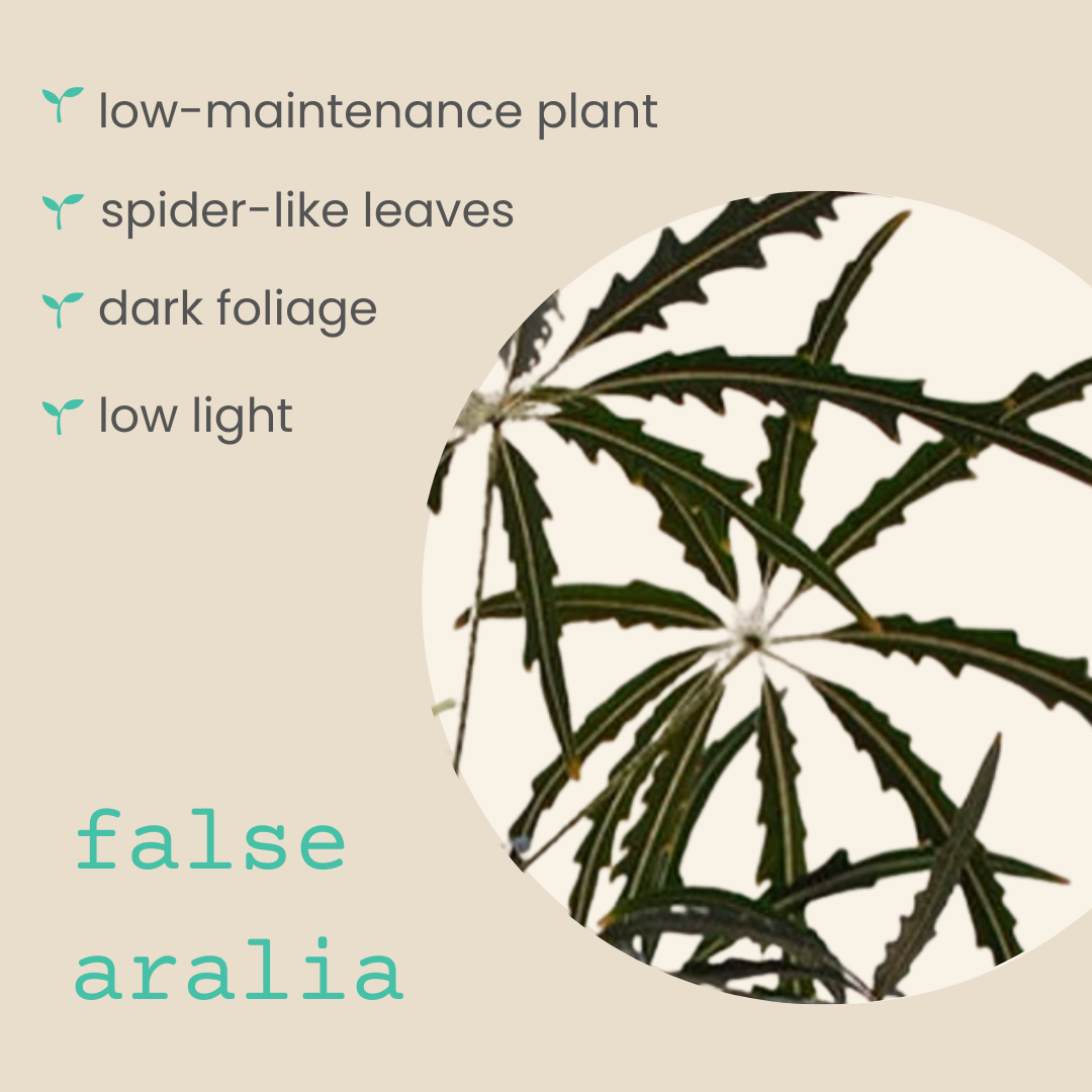 Dizygotheca elegantissima &