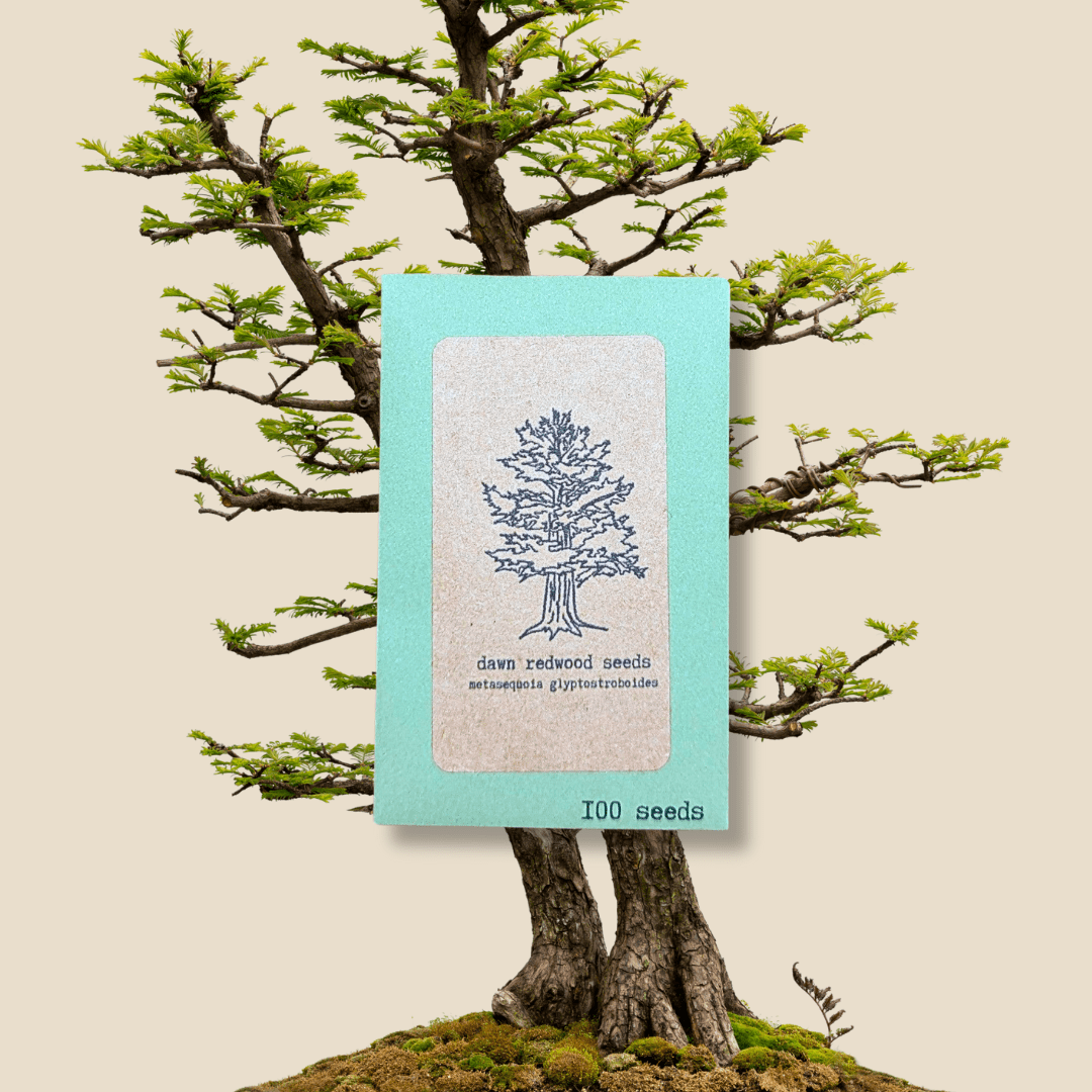 can you grow bonsai trees from seed Metasequoia Glyptostroboides 'Dawn Redwood' Seeds – Plantflix