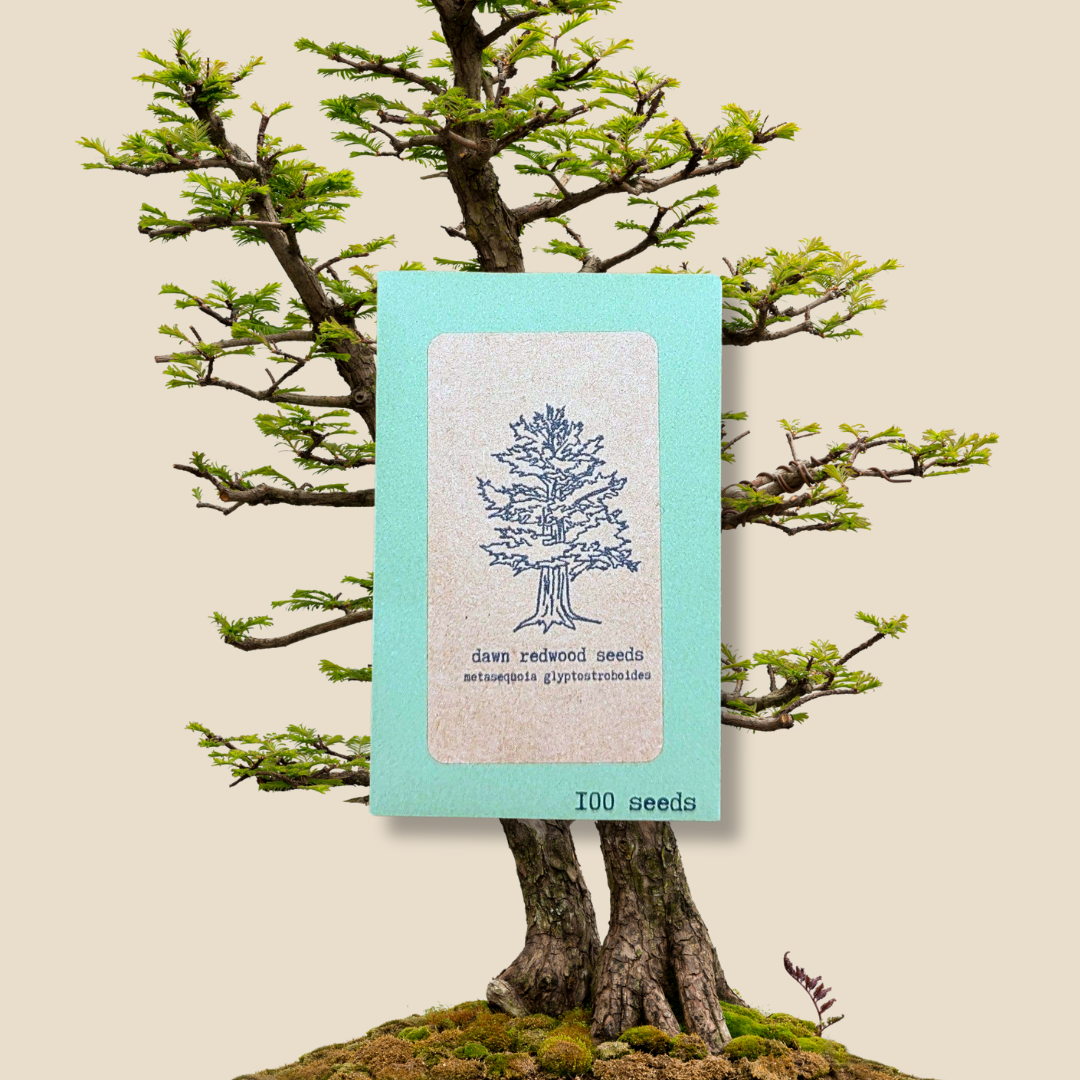 Metasequoia Glyptostroboides &