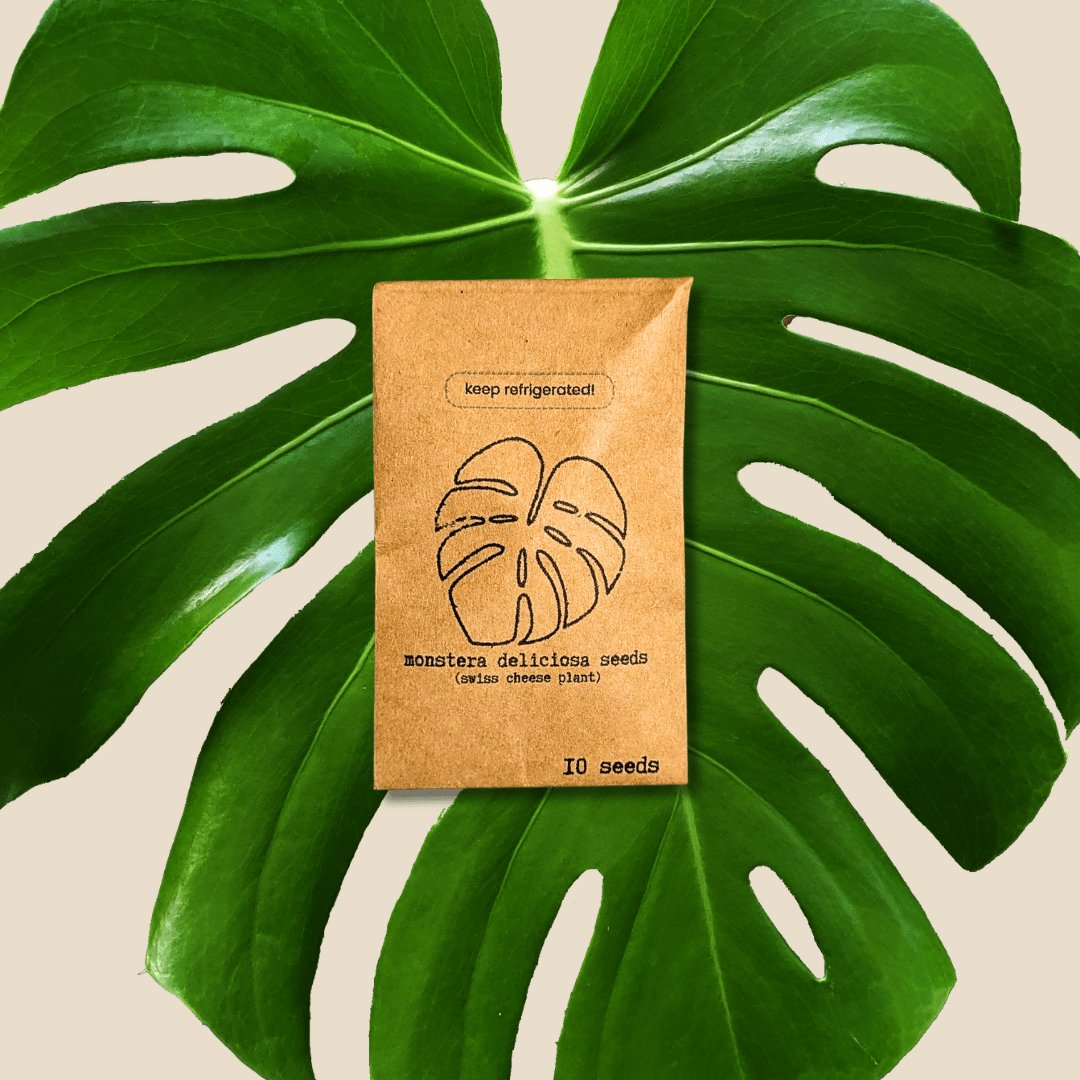 Monstera Deliciosa "Swiss Cheese Plant" Seeds - Plantflix