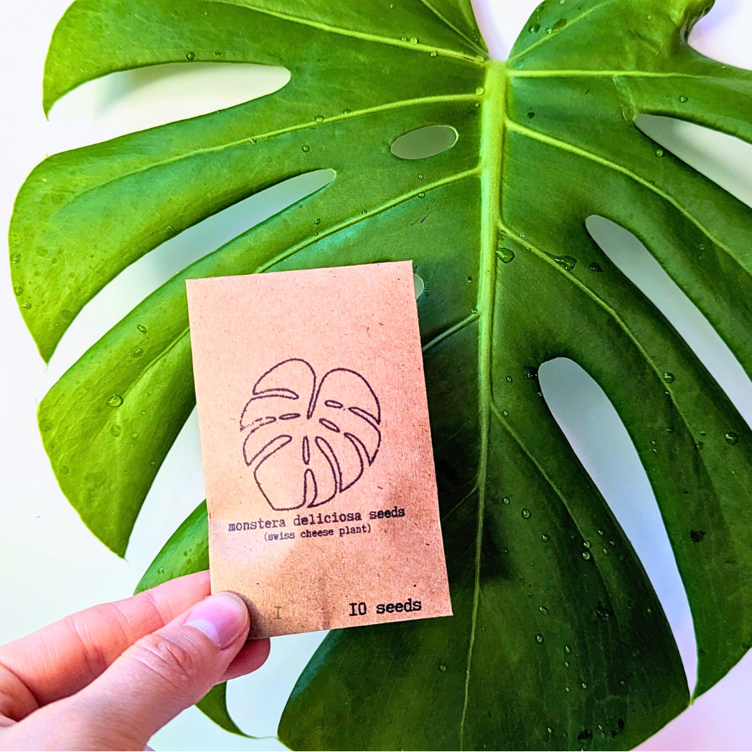 Monstera Deliciosa "Swiss Cheese Plant" Seeds - Plantflix