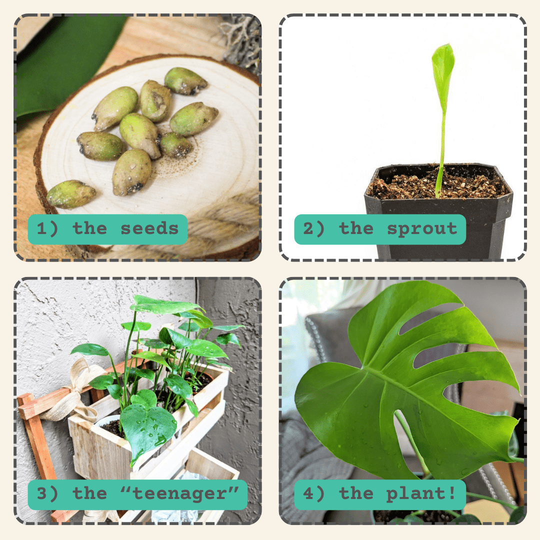 Monstera Deliciosa "Swiss Cheese Plant" Seeds - Plantflix