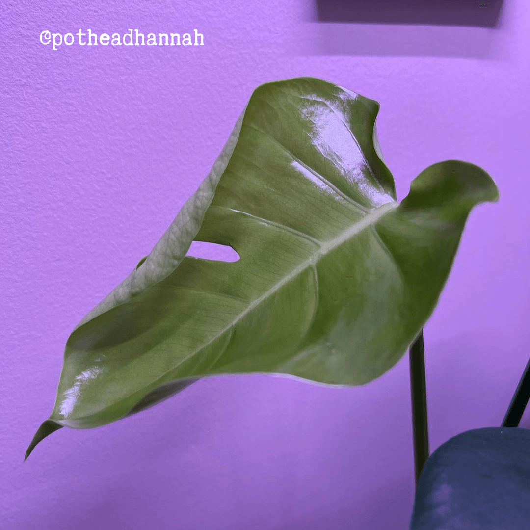 Monstera Deliciosa "Swiss Cheese Plant" Seeds - Plantflix