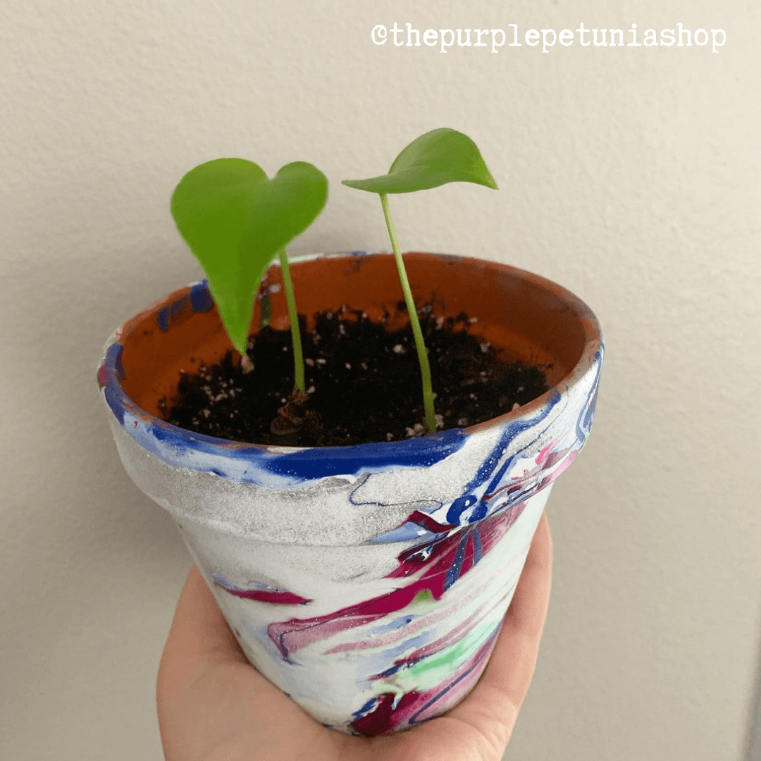 Monstera Deliciosa "Swiss Cheese Plant" Seeds