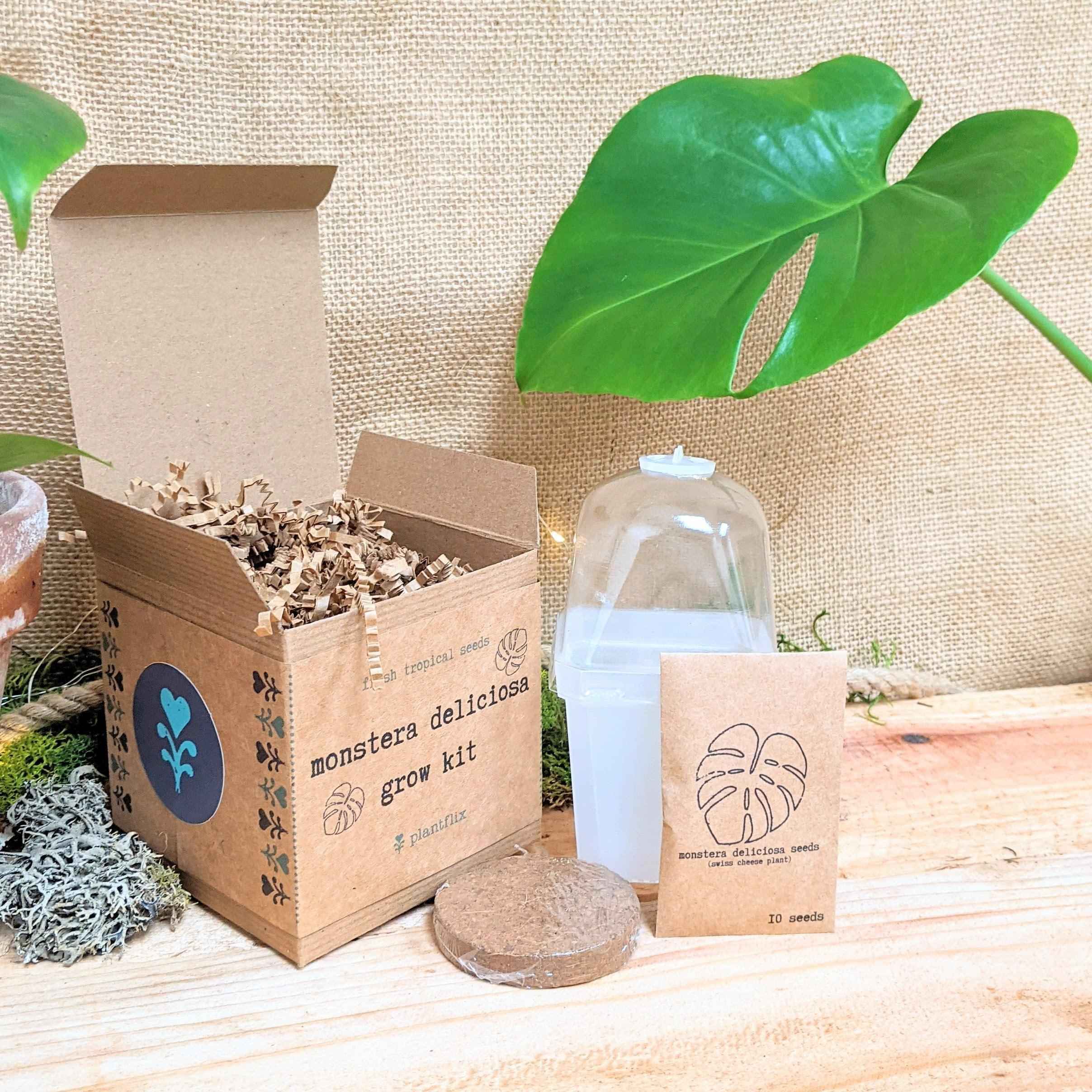 Monstera Deliciosa "Swiss Cheese Plant" Seeds