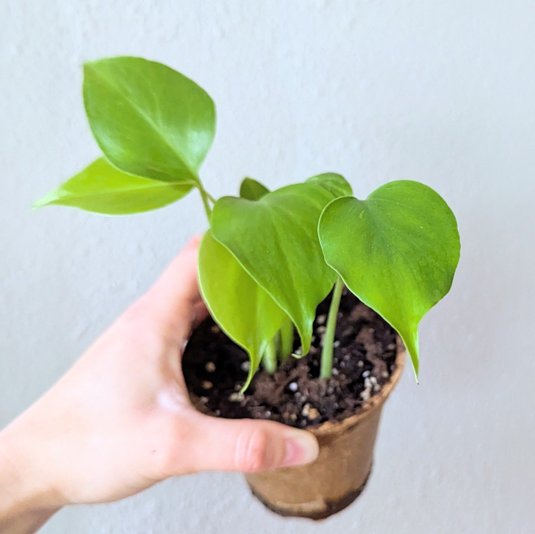 Seed-to-Sprout Monstera Plant Challenge