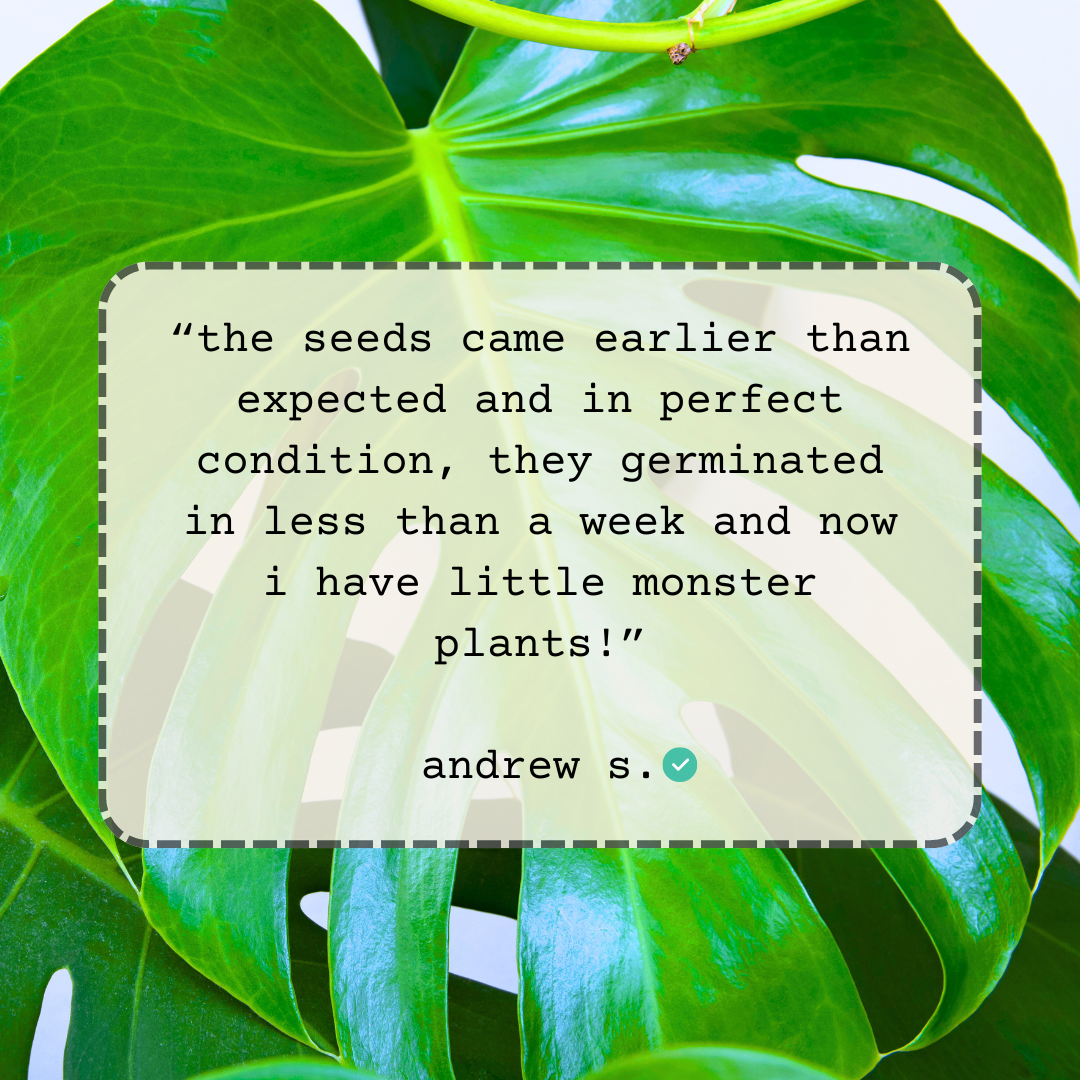 Monstera Deliciosa "Swiss Cheese Plant" Seeds